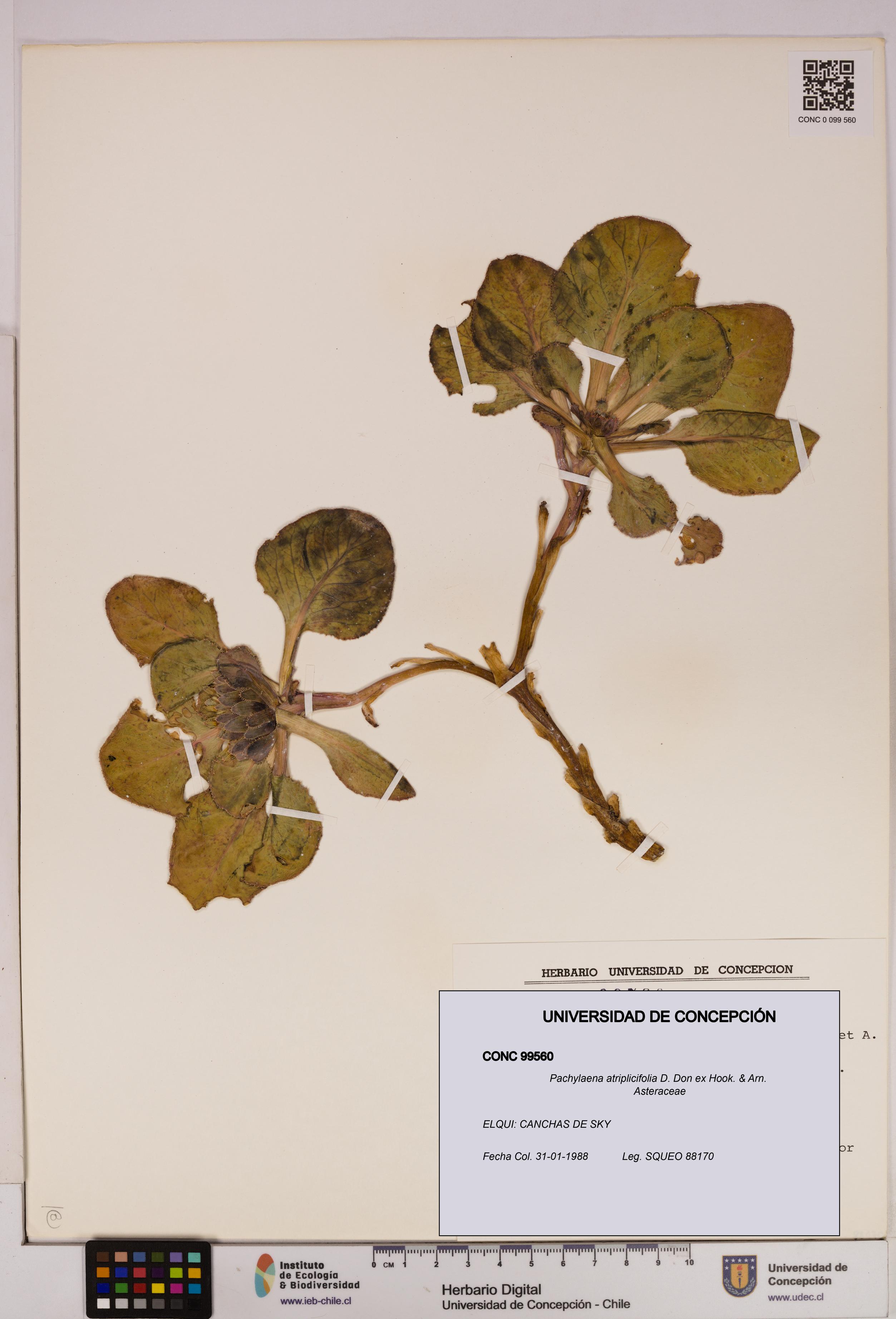 Pachylaena atriplicifolia [Espécimen: ]
