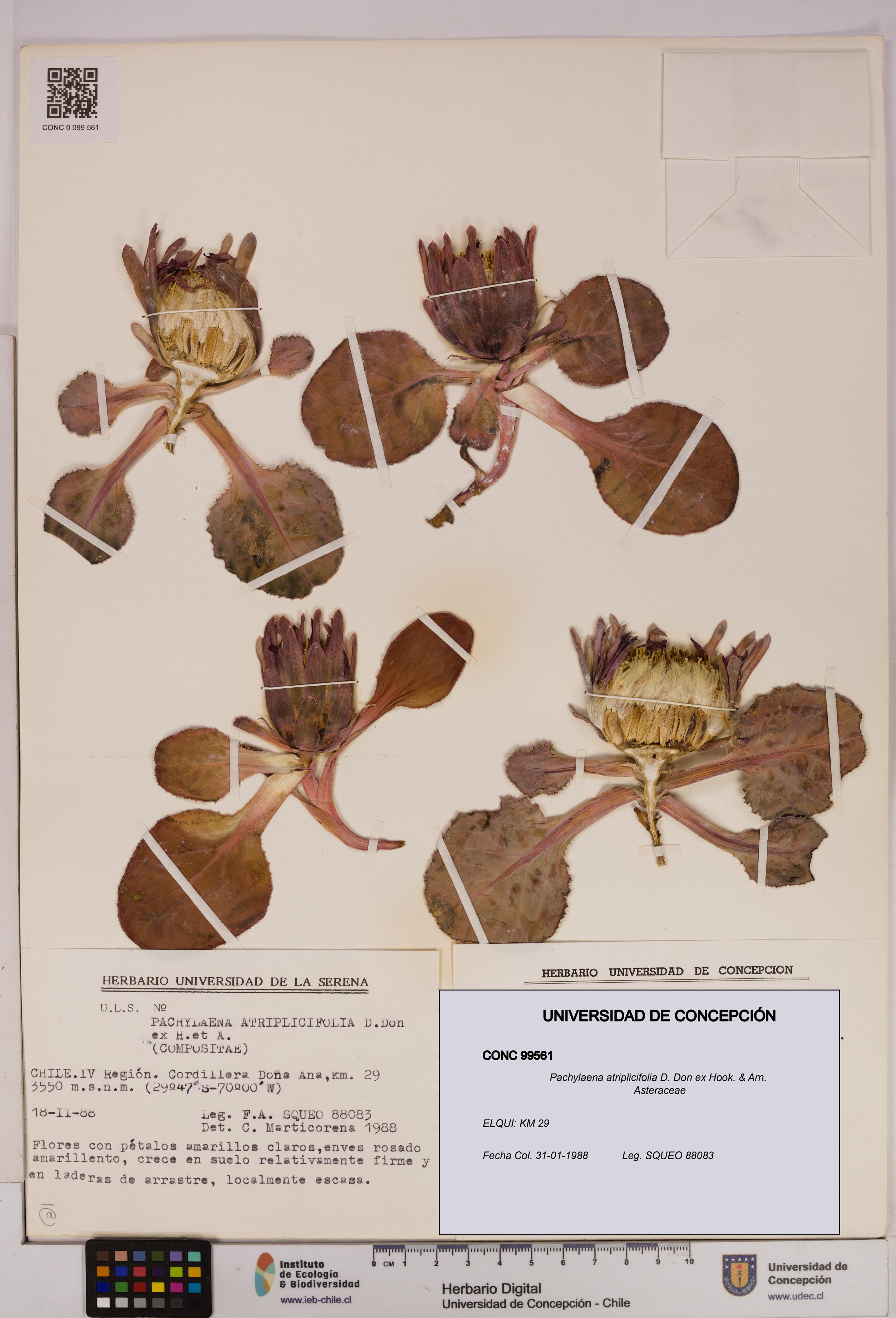 Pachylaena atriplicifolia [Espécimen: ]