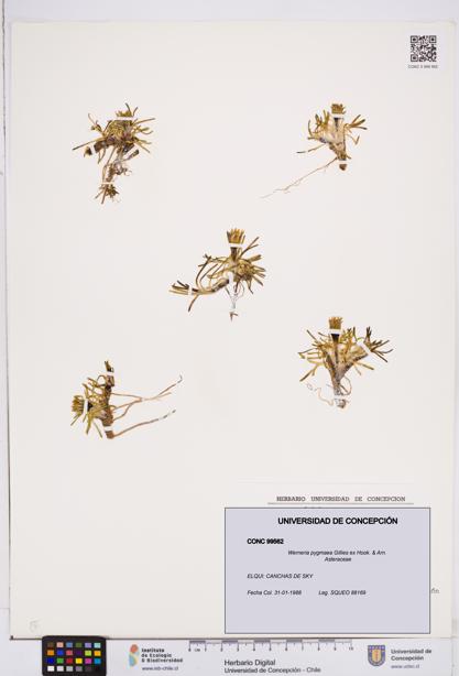 Werneria pygmaea [Espécimen: ]