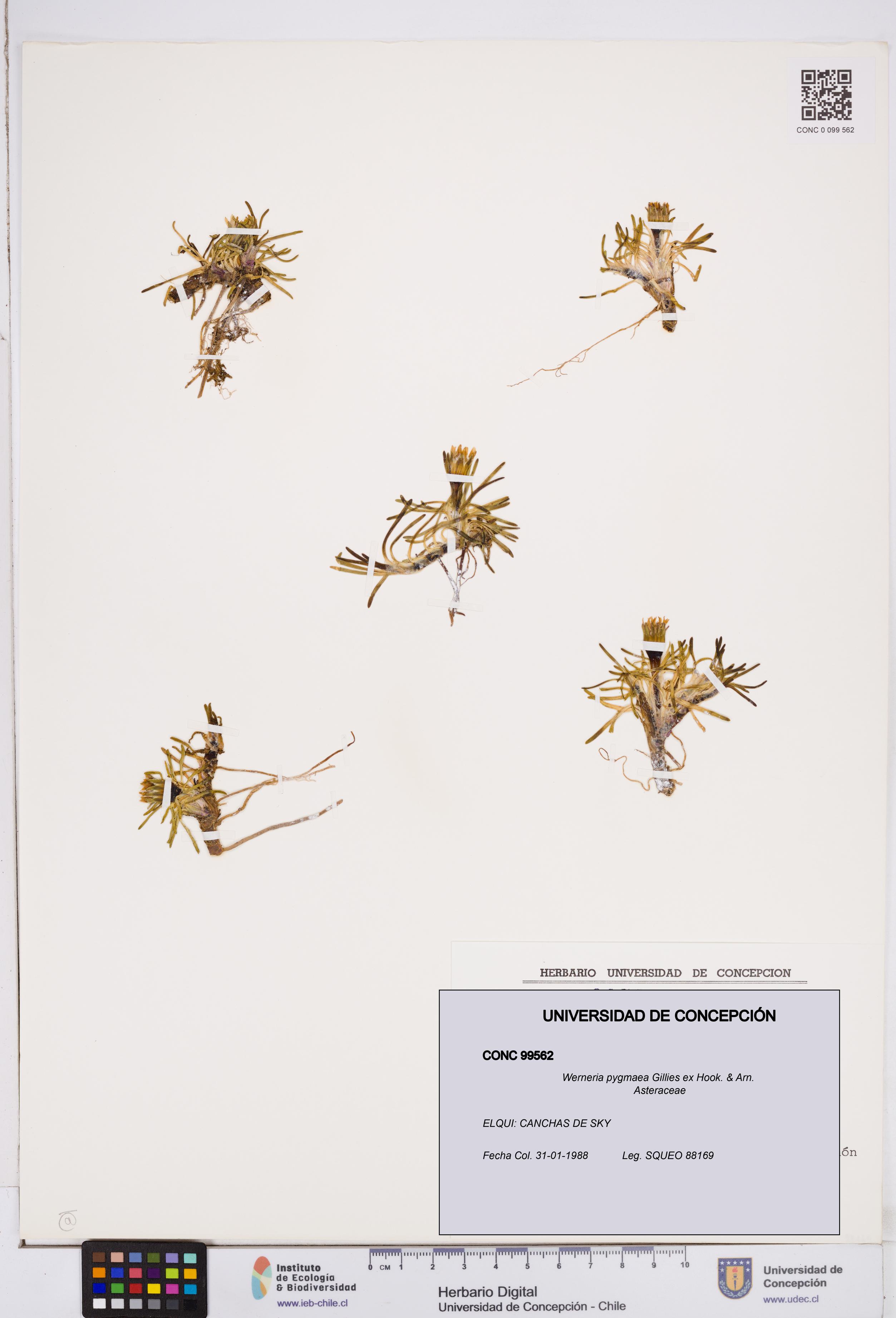 Werneria pygmaea [Espécimen: ]