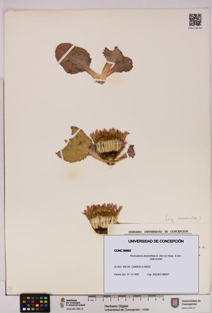 Pachylaena atriplicifolia [Espécimen: ]