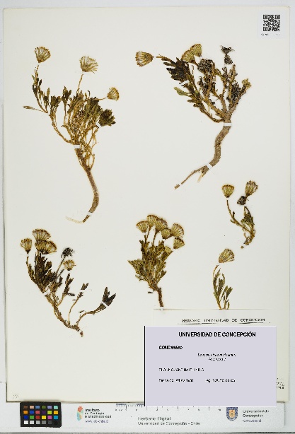 Senecio hickenii [Espécimen: UDEC:CONC:0099580]