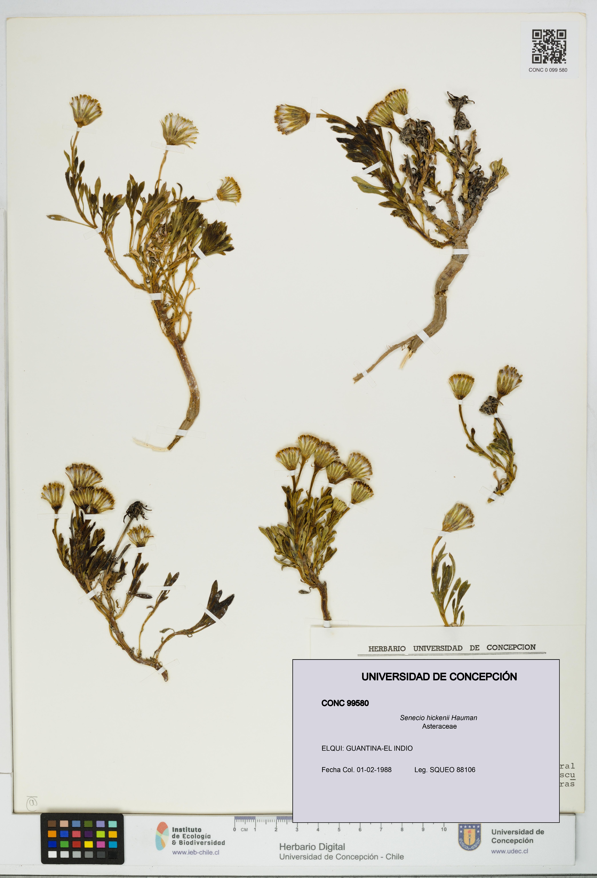 Senecio hickenii [Espécimen: UDEC:CONC:0099580]