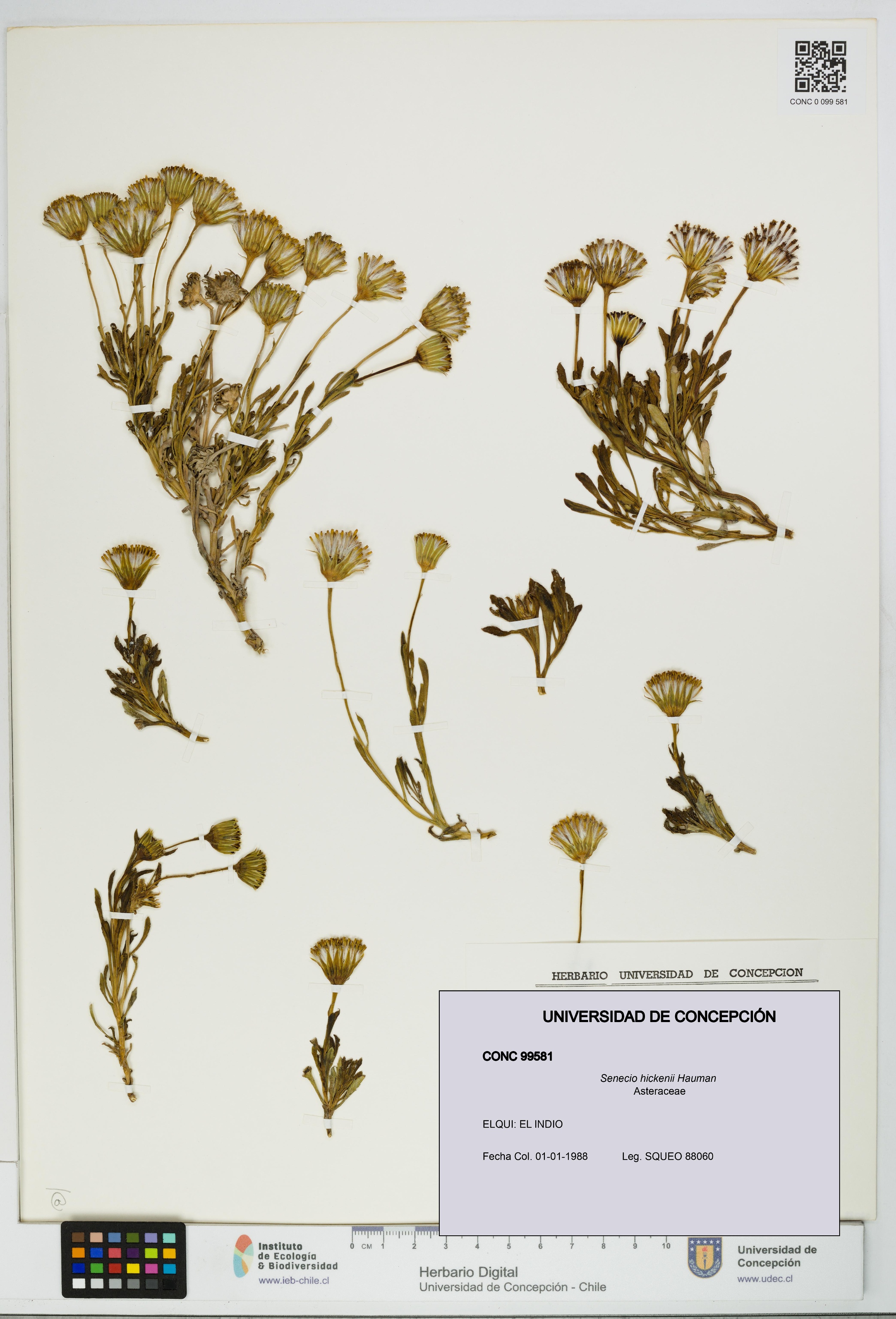 Senecio hickenii [Espécimen: UDEC:CONC:0099581]