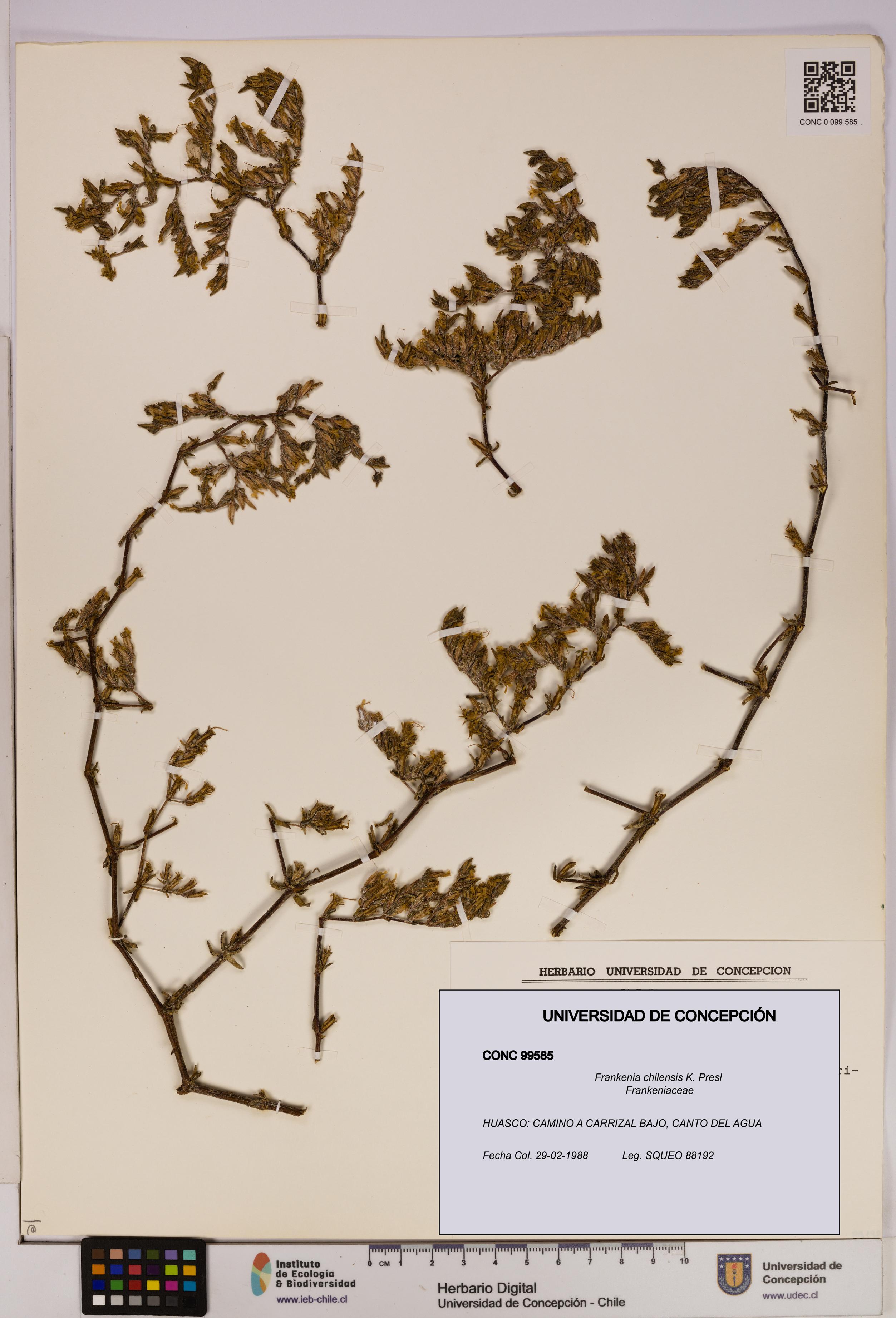 Frankenia chilensis [Espécimen: UDEC:CONC:0099585]