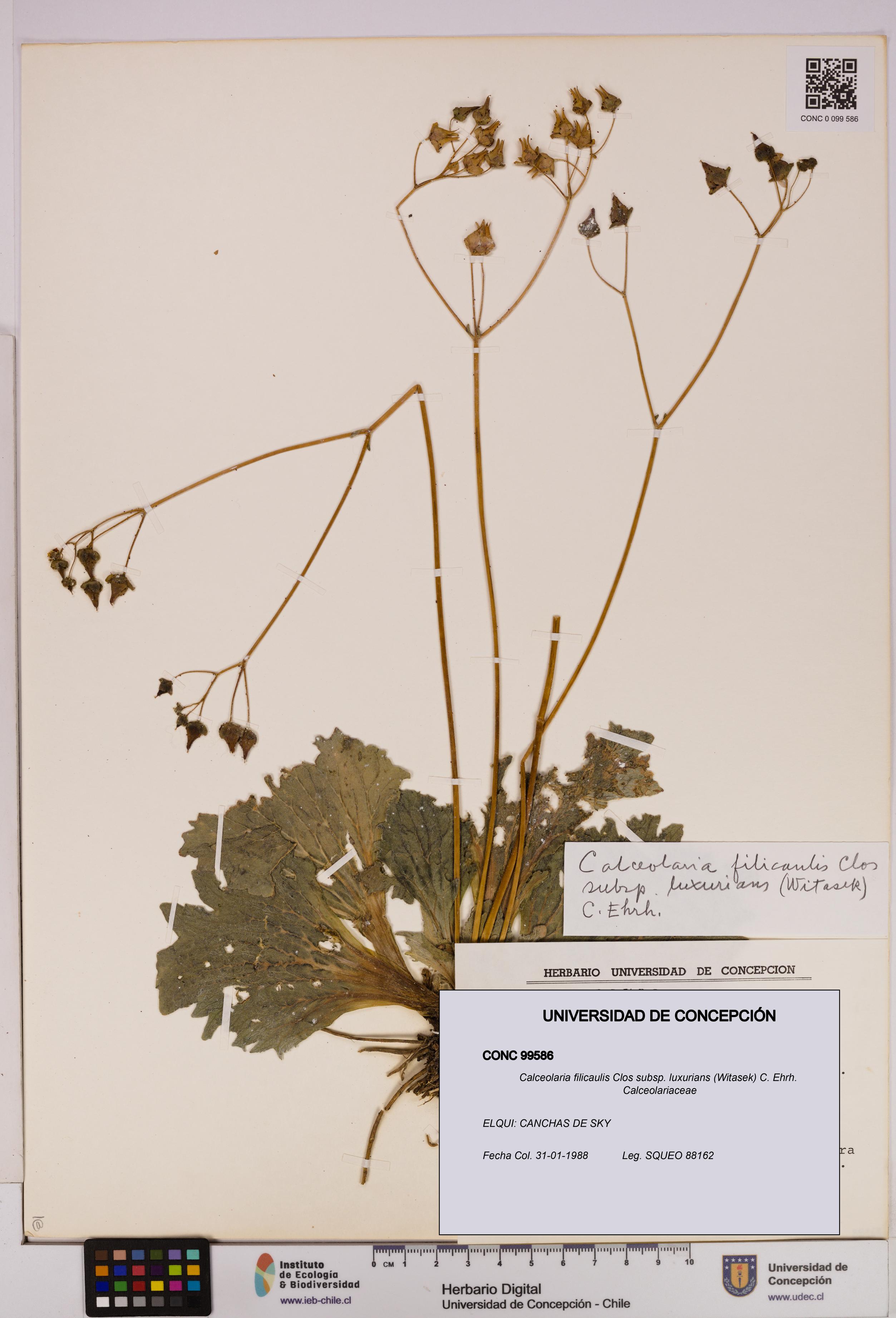 Calceolaria filicaulis [Espécimen: UDEC:CONC:0099586]