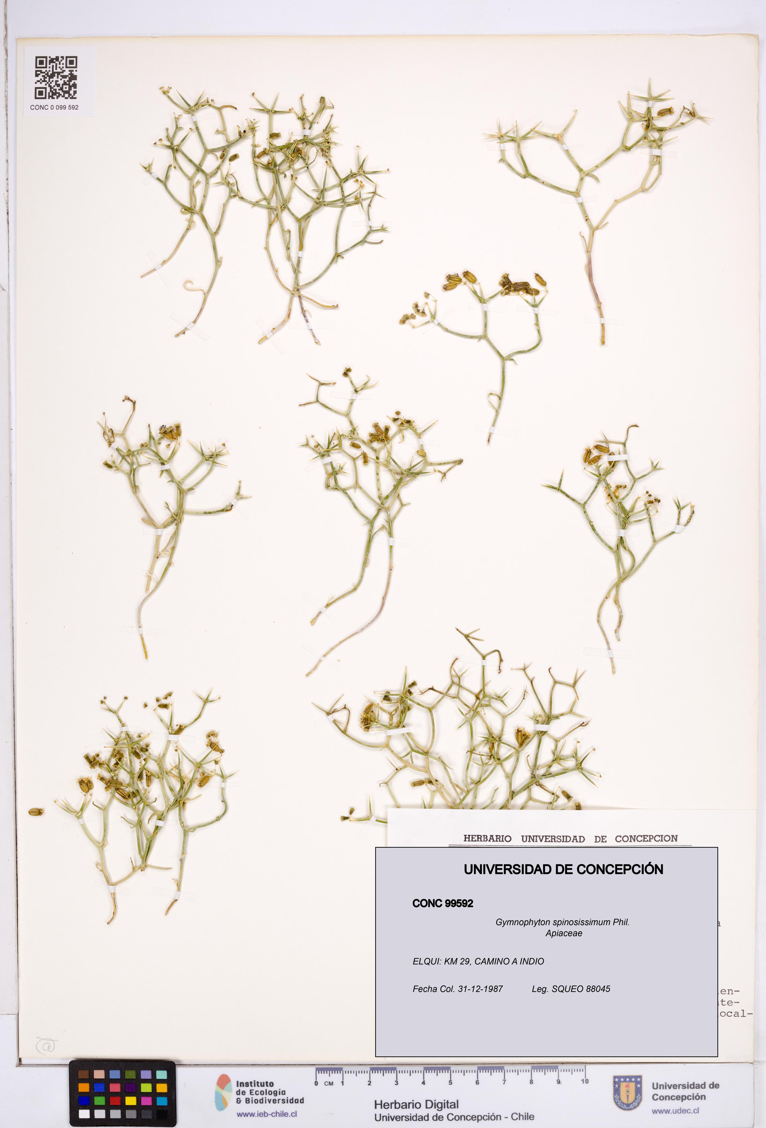 Gymnophyton spinosissimum [Espécimen: ]