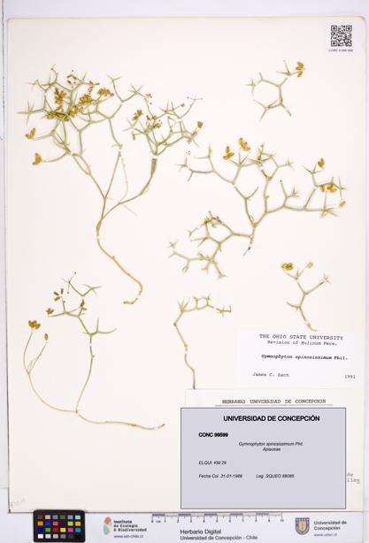 Gymnophyton spinosissimum [Espécimen: ]