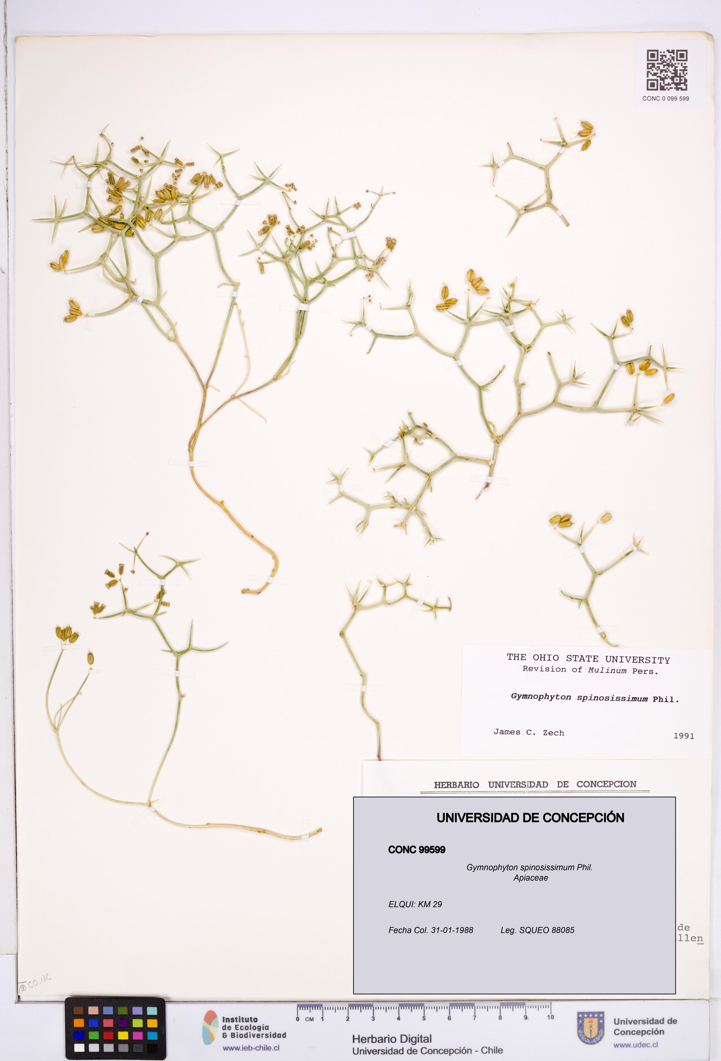 Gymnophyton spinosissimum [Espécimen: ]