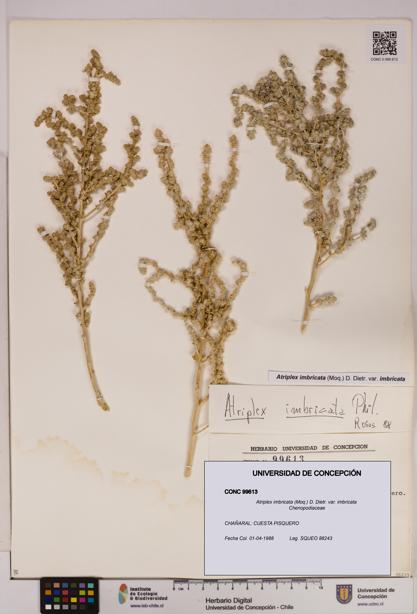 Atriplex imbricata [Espécimen: UDEC:CONC:0099613]