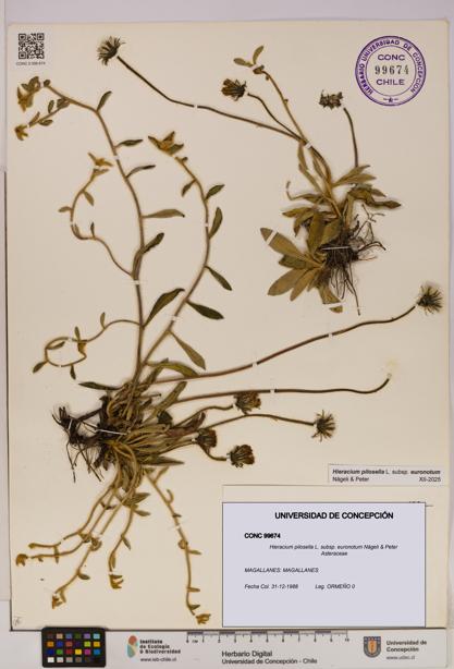 Hieracium pilosella [Espécimen: UDEC:CONC:0099674]
