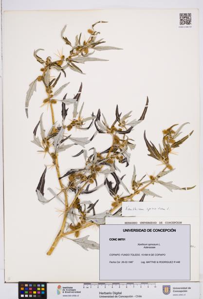 Xanthium spinosum [Espécimen: ]