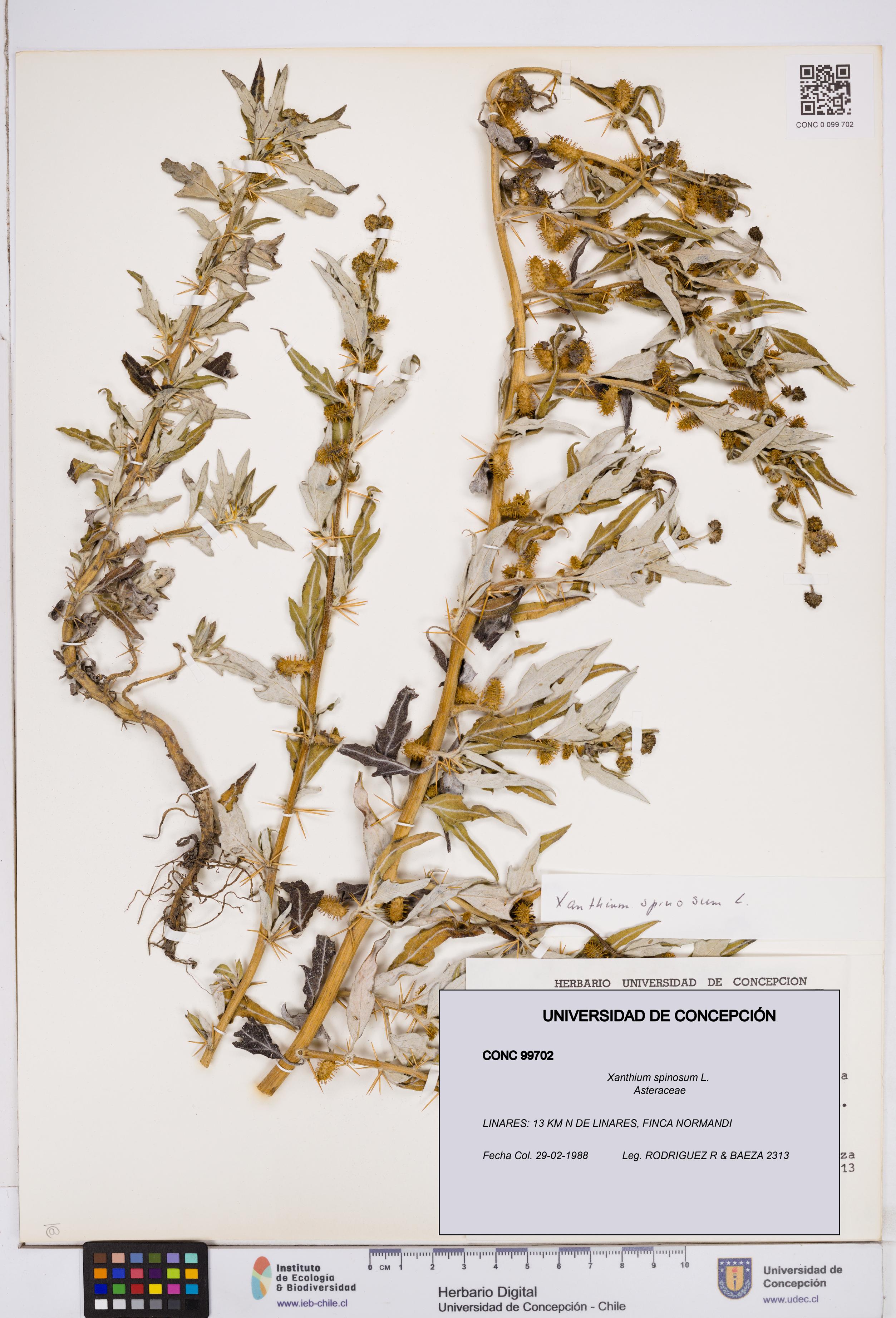 Xanthium spinosum [Espécimen: ]