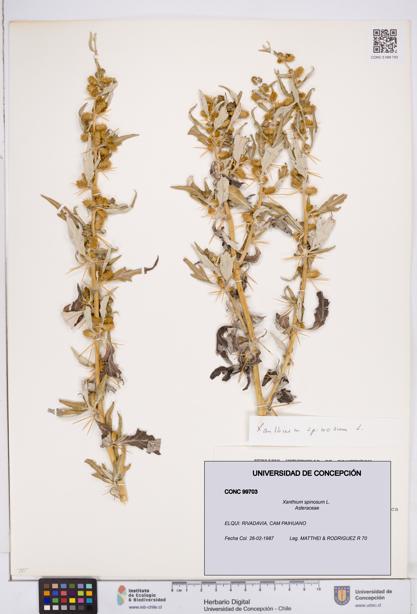 Xanthium spinosum [Espécimen: ]