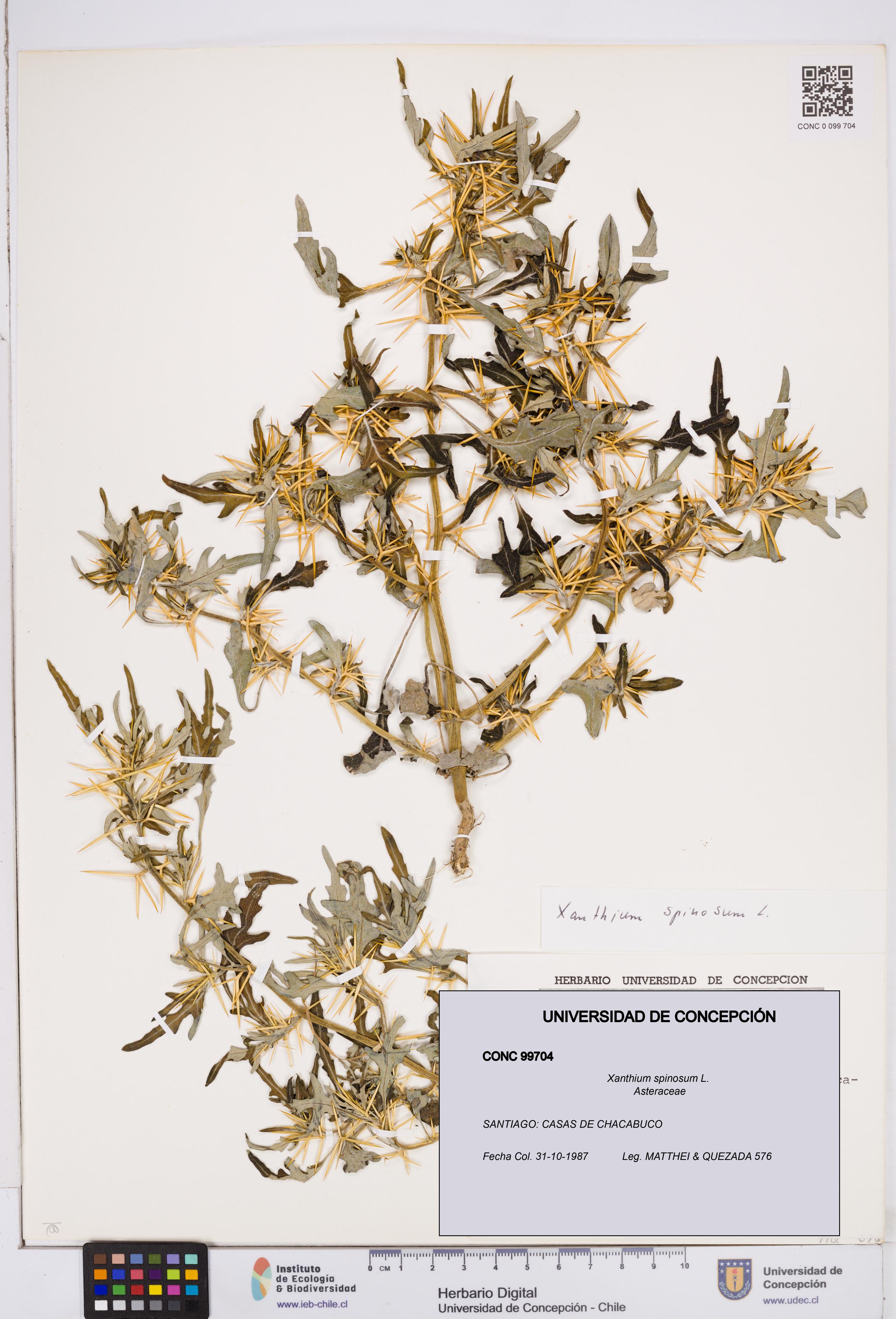 Xanthium spinosum [Espécimen: ]