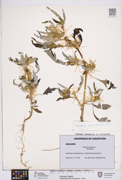 Xanthium spinosum [Espécimen: ]