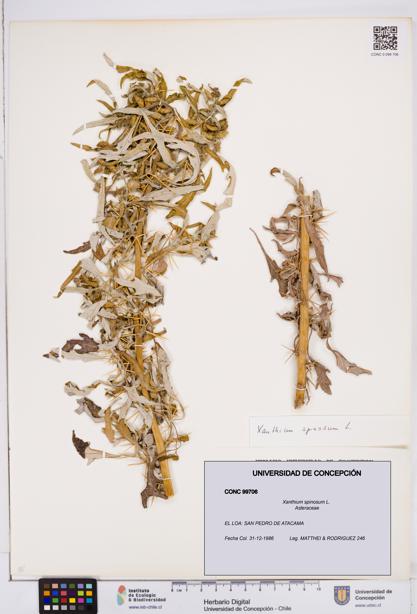 Xanthium spinosum [Espécimen: ]