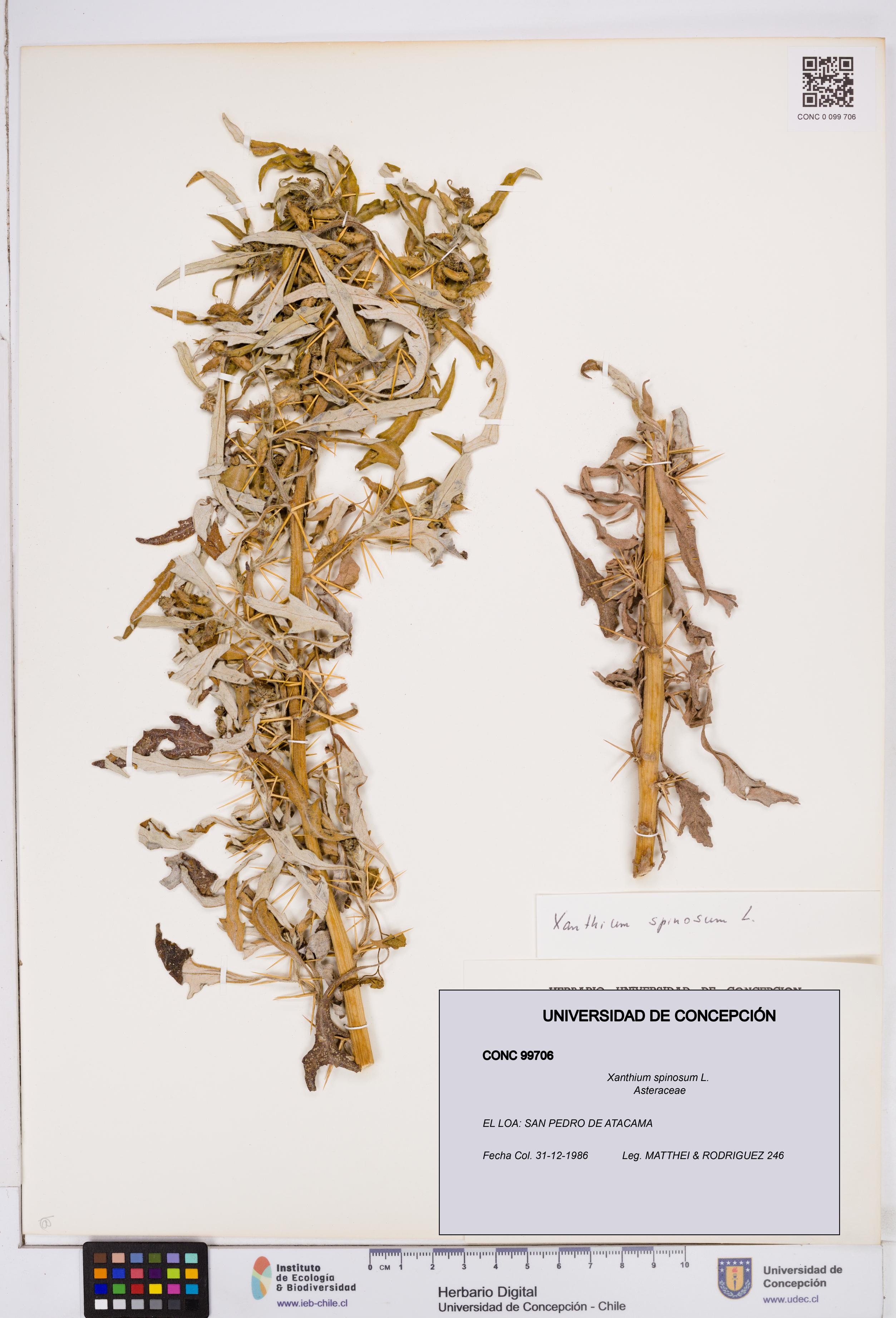 Xanthium spinosum [Espécimen: ]