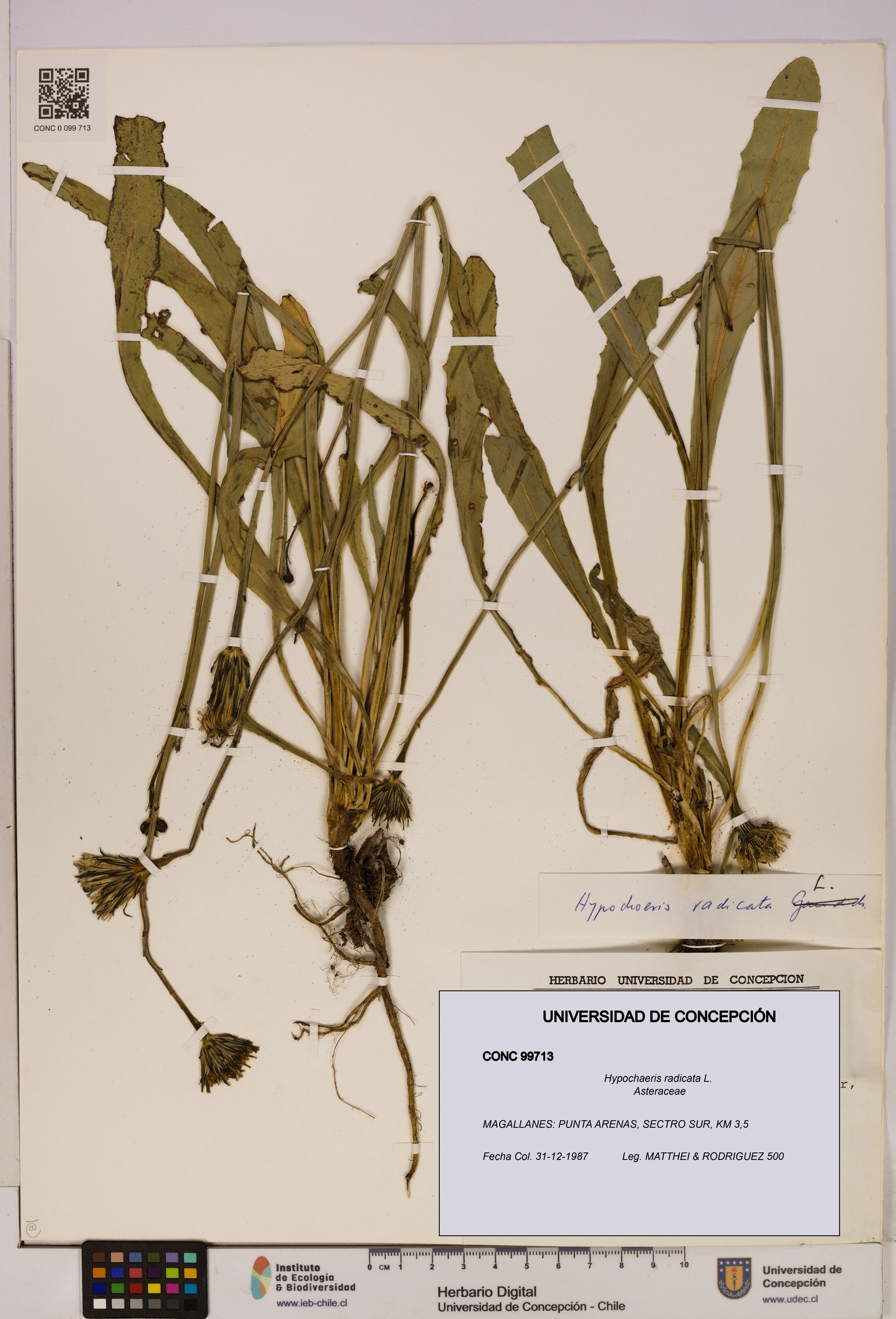 Hypochaeris radicata [Espécimen: UDEC:CONC:0099713]