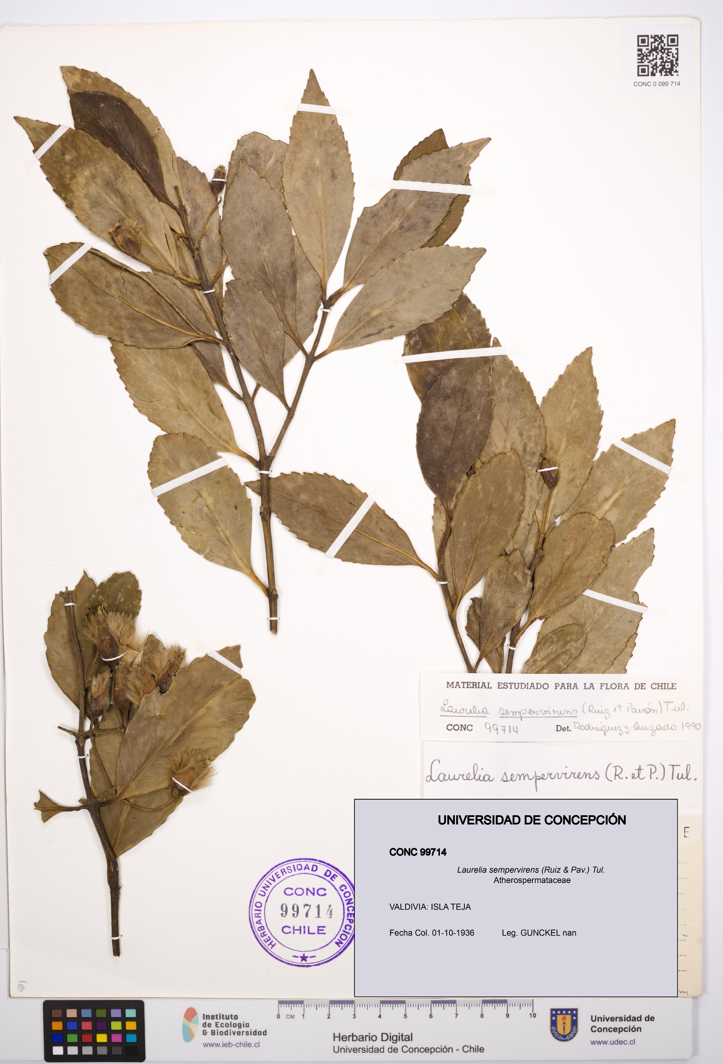 Laurelia sempervirens [Espécimen: UDEC:CONC:0099714]