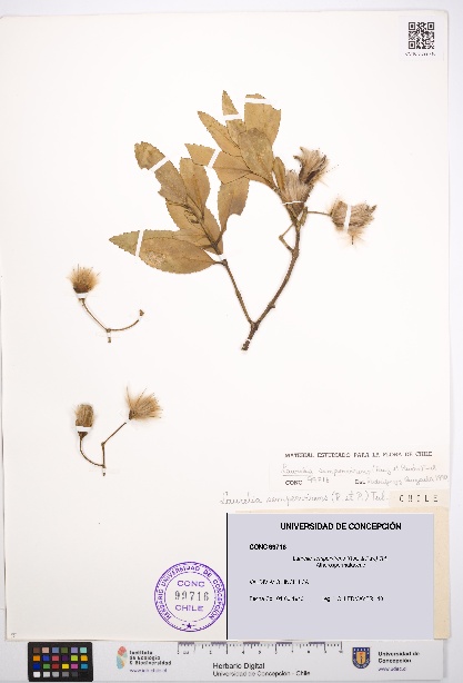 Laurelia sempervirens [Espécimen: UDEC:CONC:0099716]