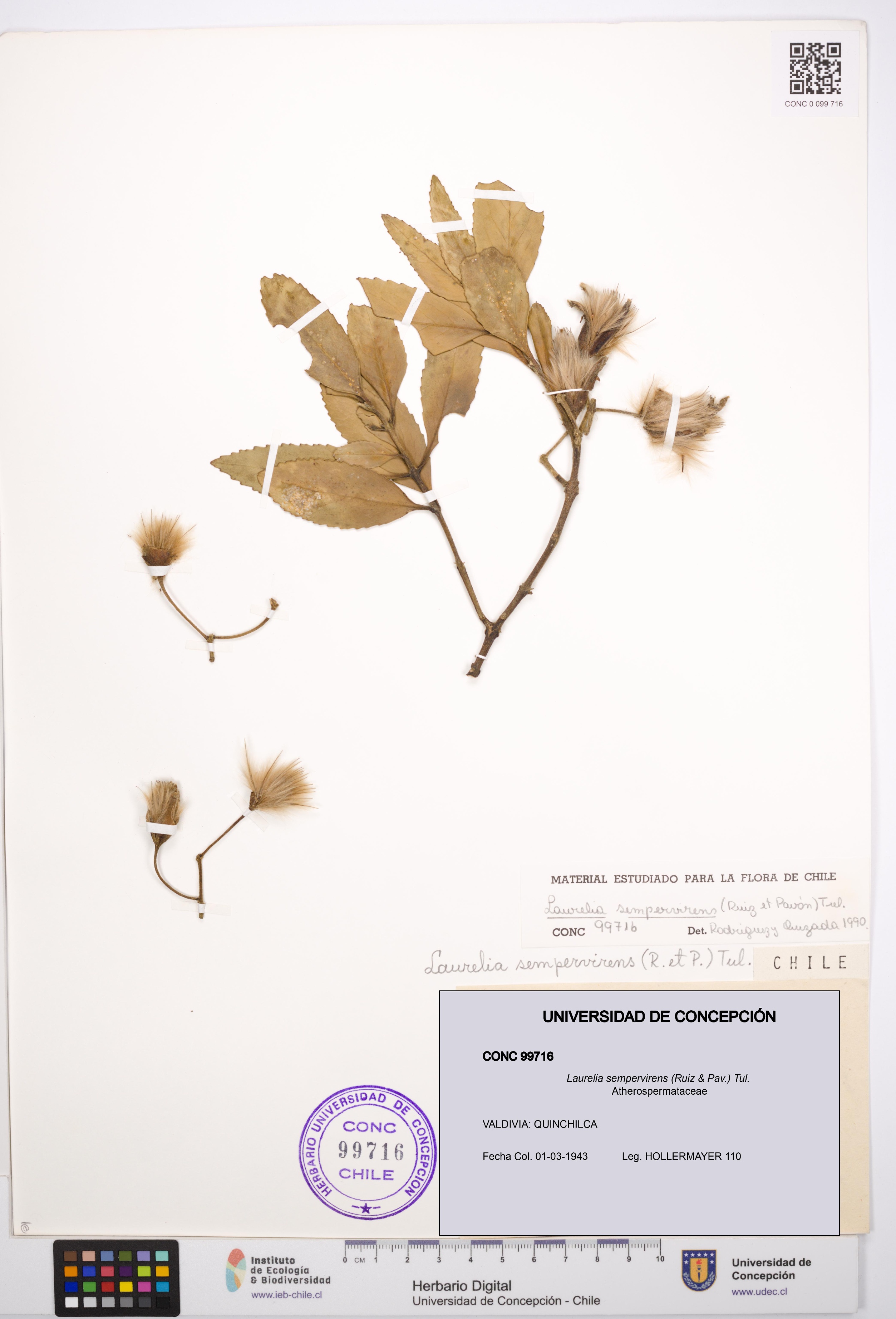 Laurelia sempervirens [Espécimen: UDEC:CONC:0099716]