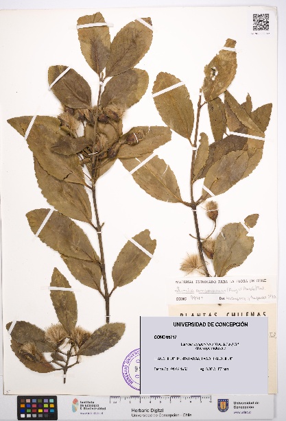 Laurelia sempervirens [Espécimen: UDEC:CONC:0099717]