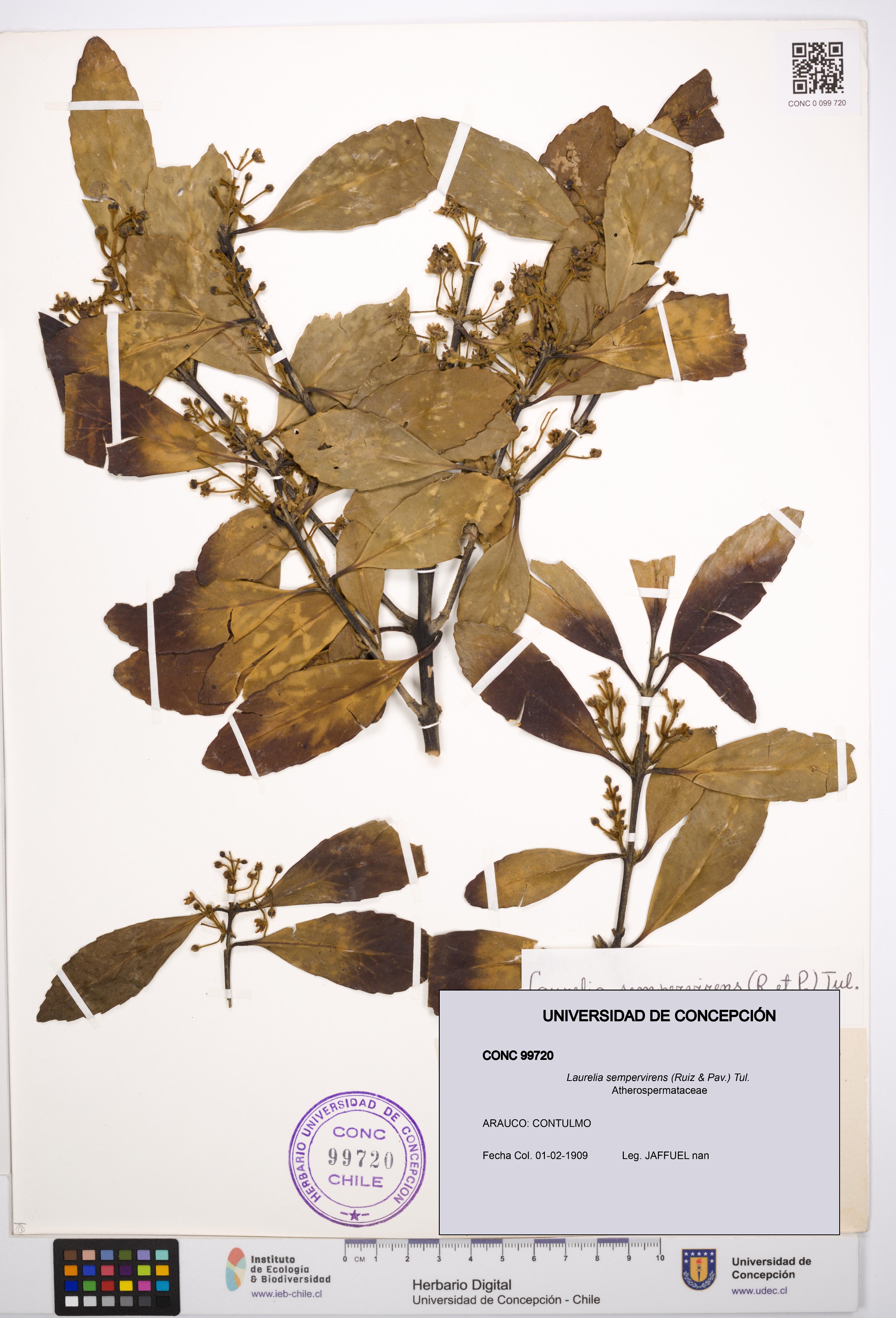 Laurelia sempervirens [Espécimen: UDEC:CONC:0099720]