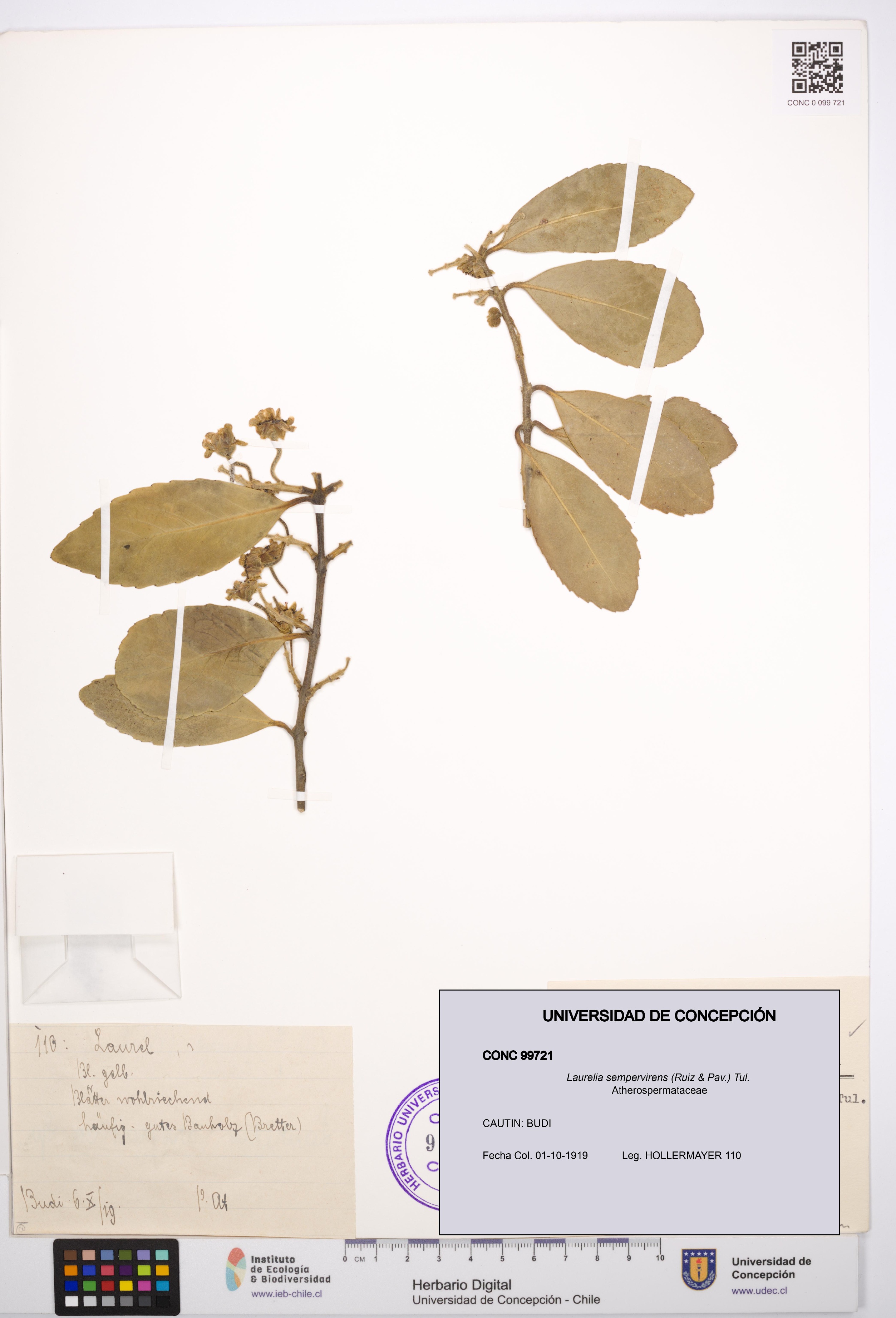 Laurelia sempervirens [Espécimen: UDEC:CONC:0099721]