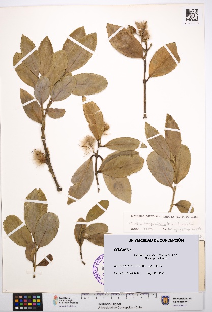 Laurelia sempervirens [Espécimen: UDEC:CONC:0099729]