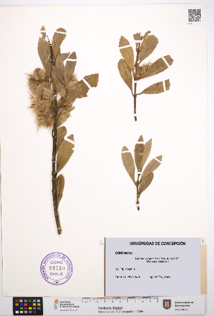 Laurelia sempervirens [Espécimen: UDEC:CONC:0099730]