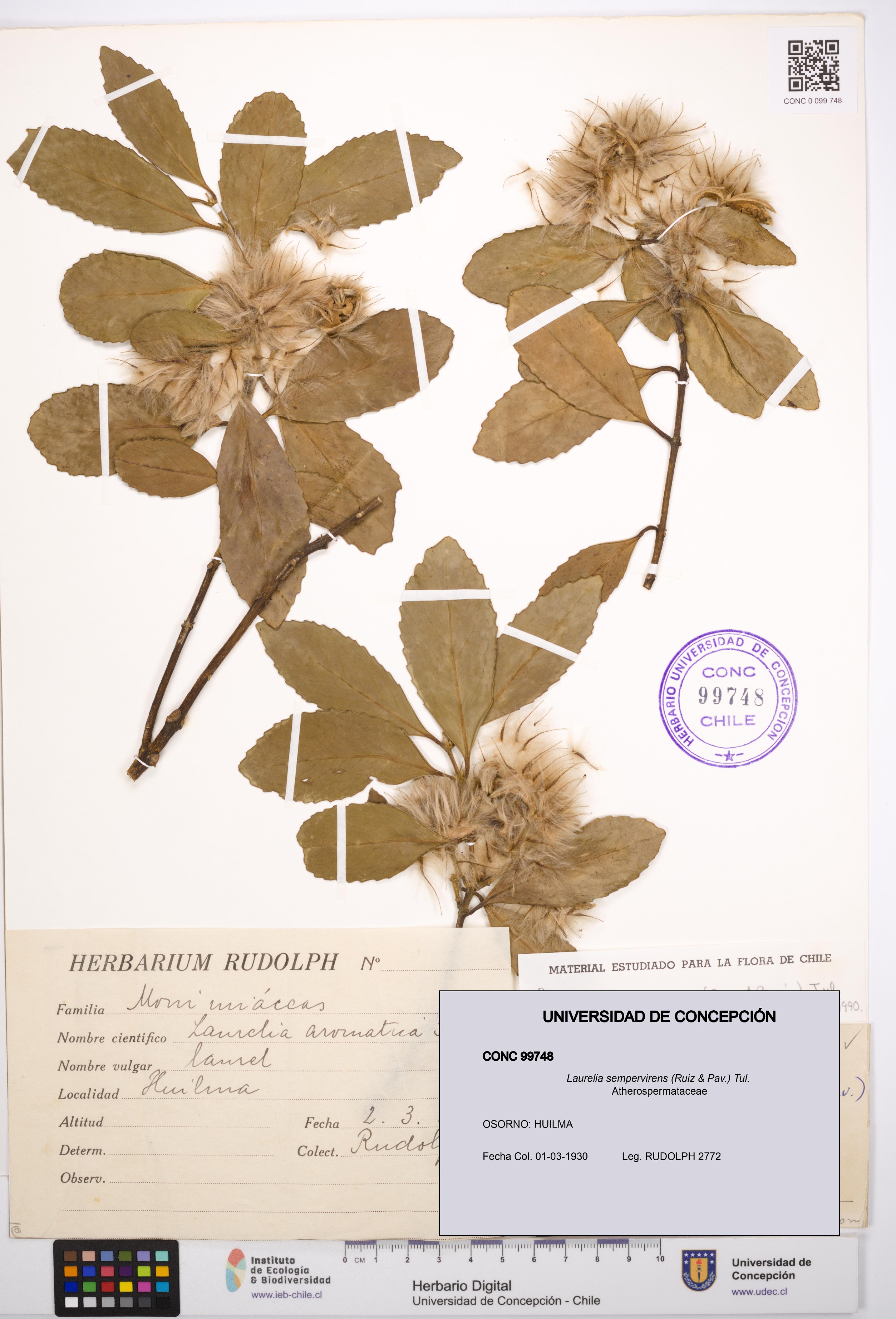 Laurelia sempervirens [Espécimen: UDEC:CONC:0099748]