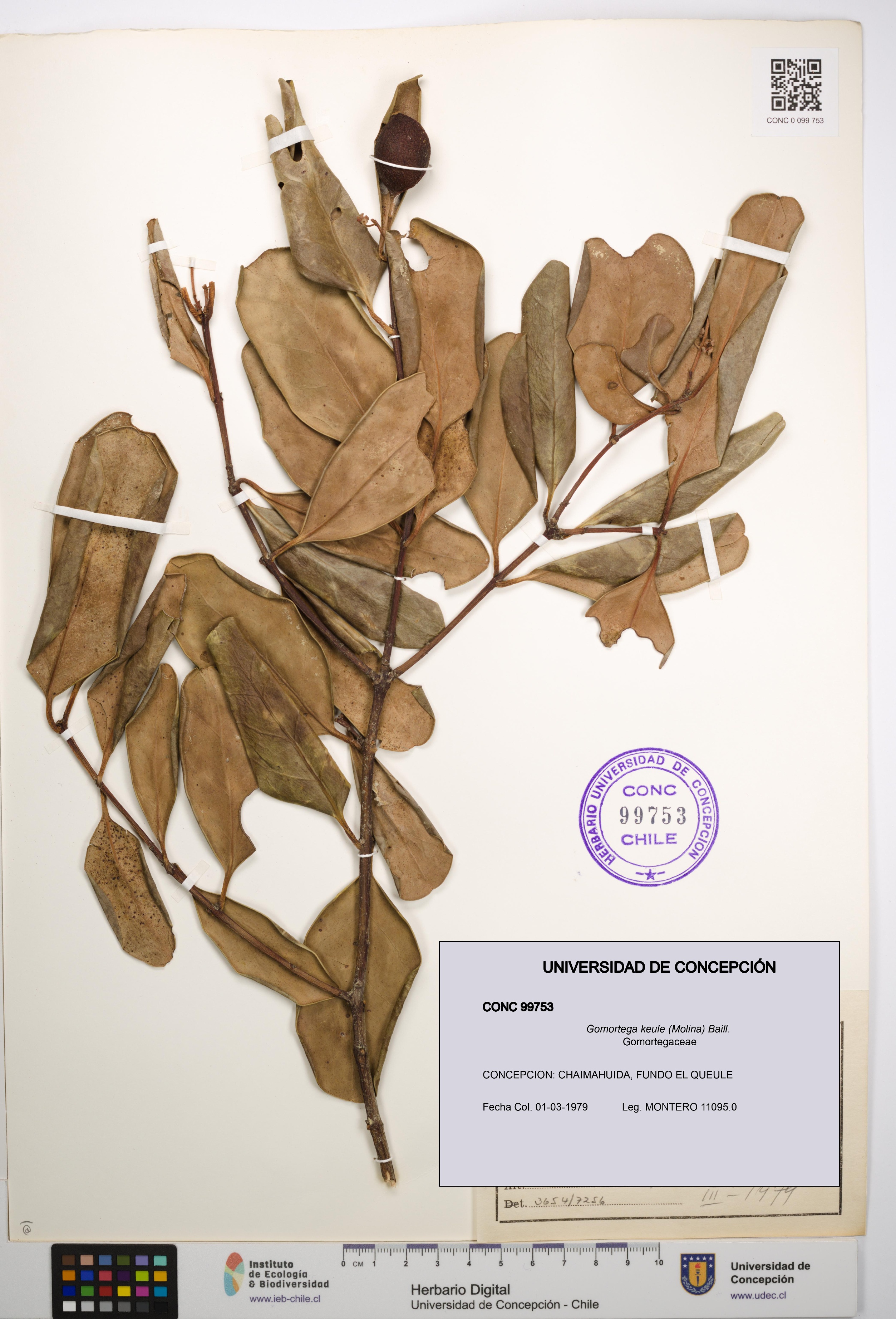 Gomortega keule [Espécimen: UDEC:CONC:0099753]