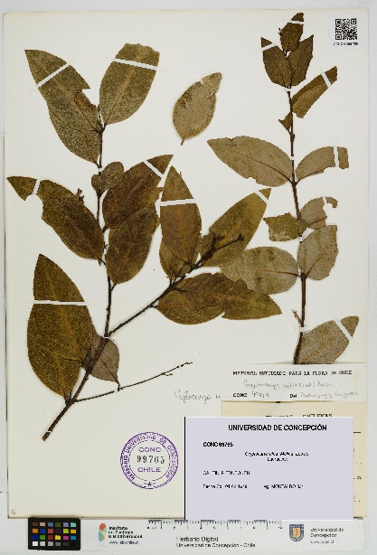 Cryptocarya alba [Espécimen: UDEC:CONC:0099765]