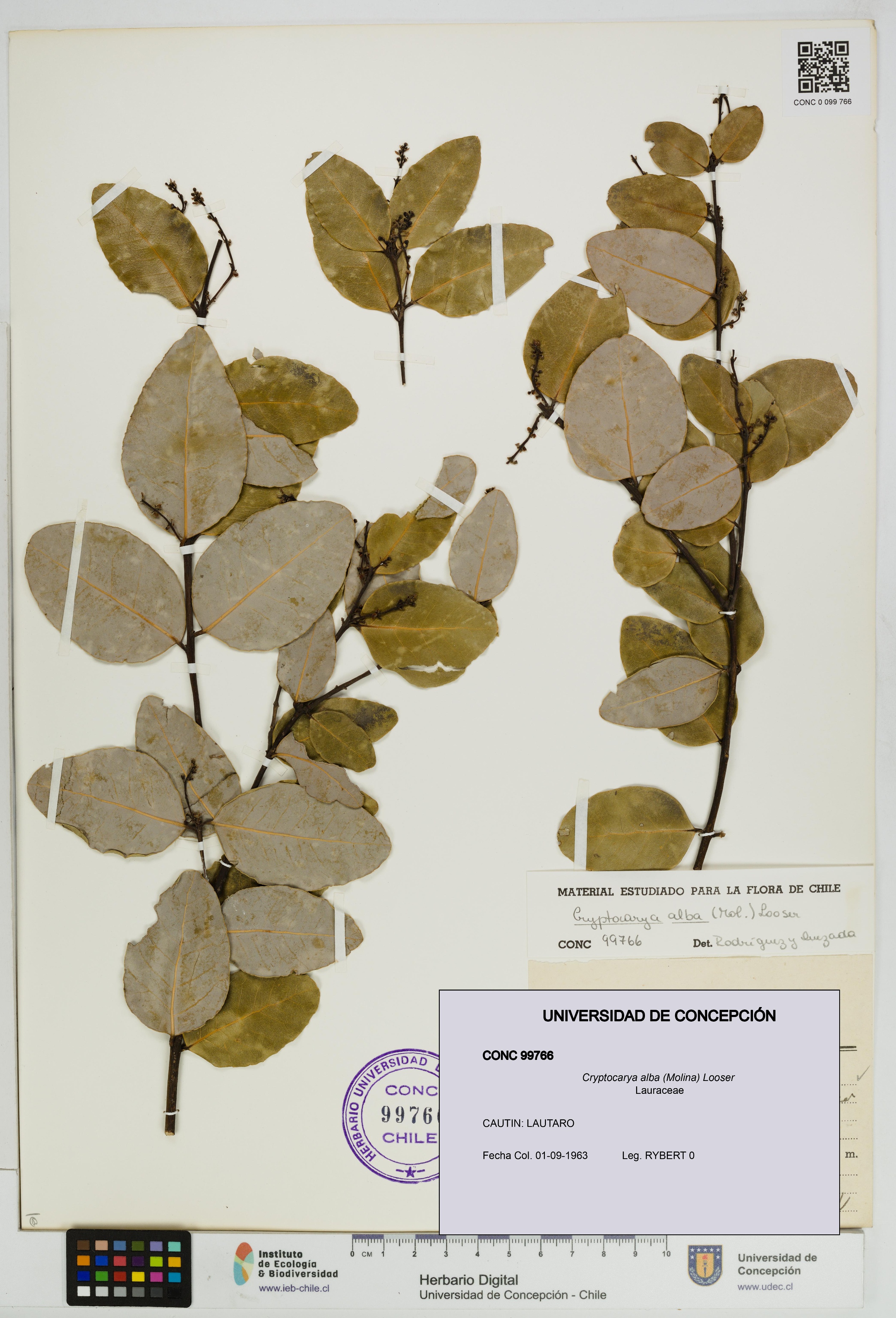 Cryptocarya alba [Espécimen: UDEC:CONC:0099766]