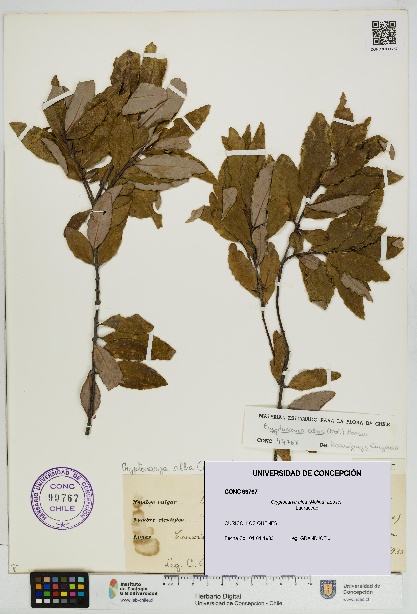 Cryptocarya alba [Espécimen: UDEC:CONC:0099767]