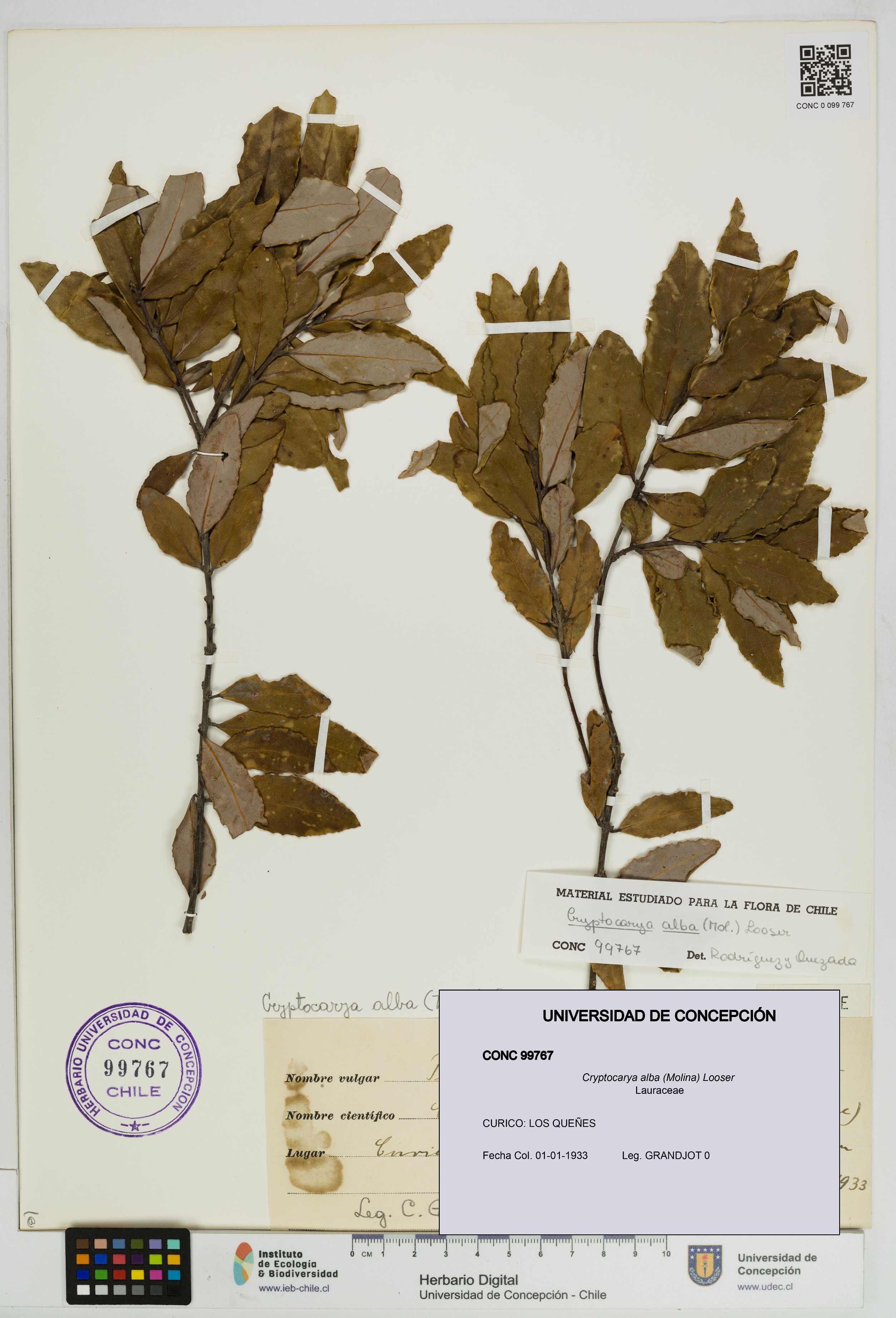 Cryptocarya alba [Espécimen: UDEC:CONC:0099767]