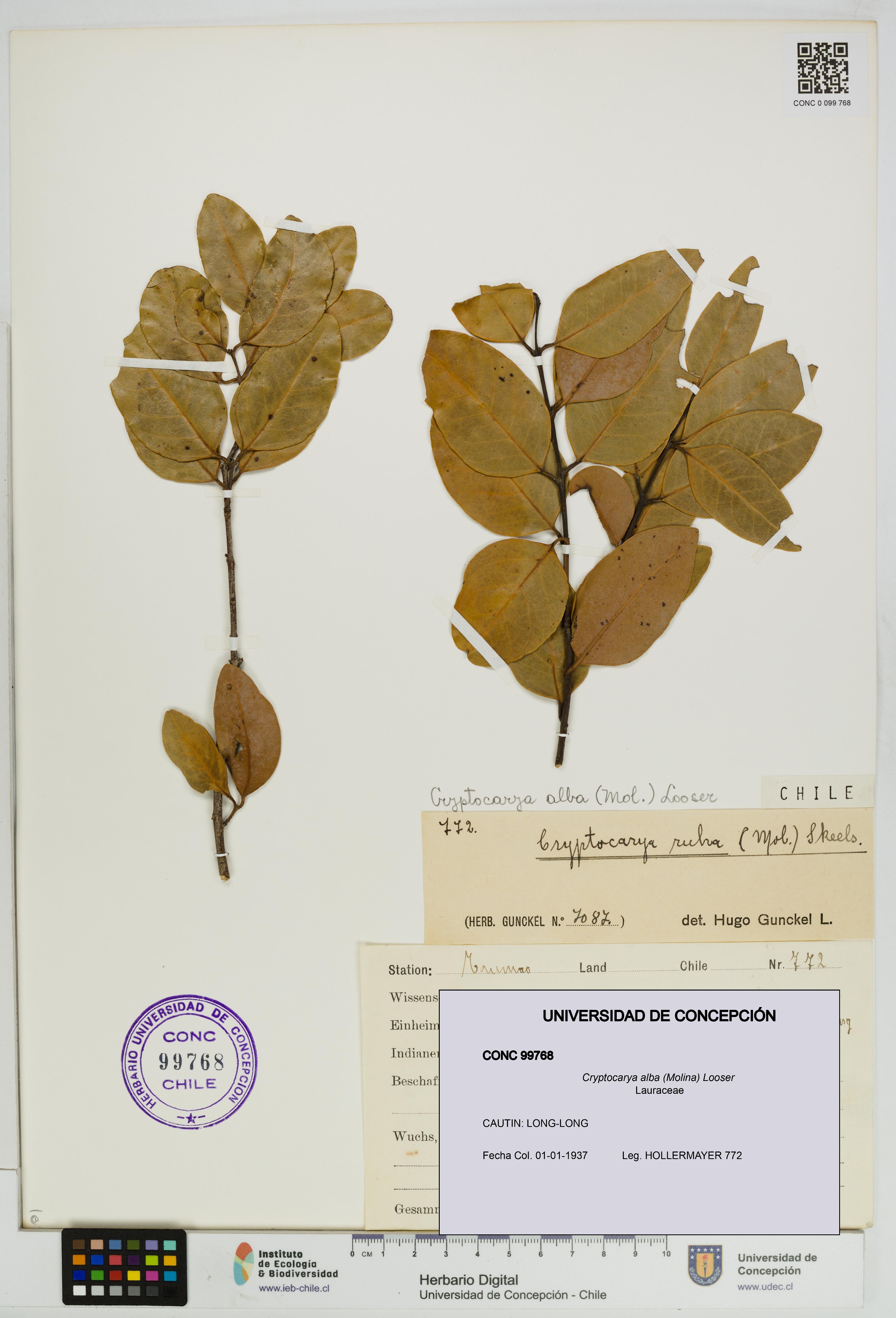Cryptocarya alba [Espécimen: UDEC:CONC:0099768]
