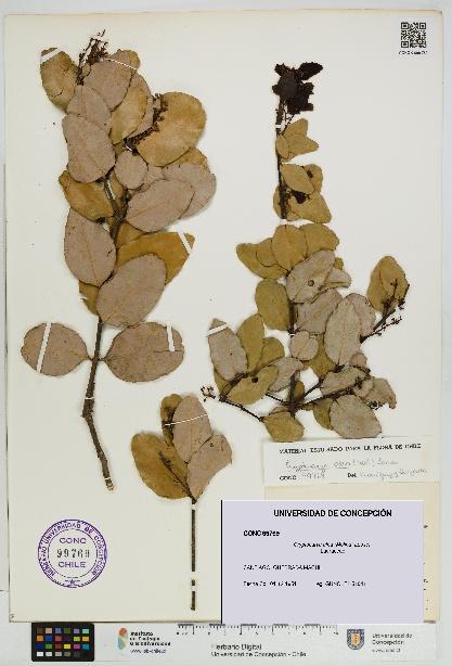 Cryptocarya alba [Espécimen: UDEC:CONC:0099769]