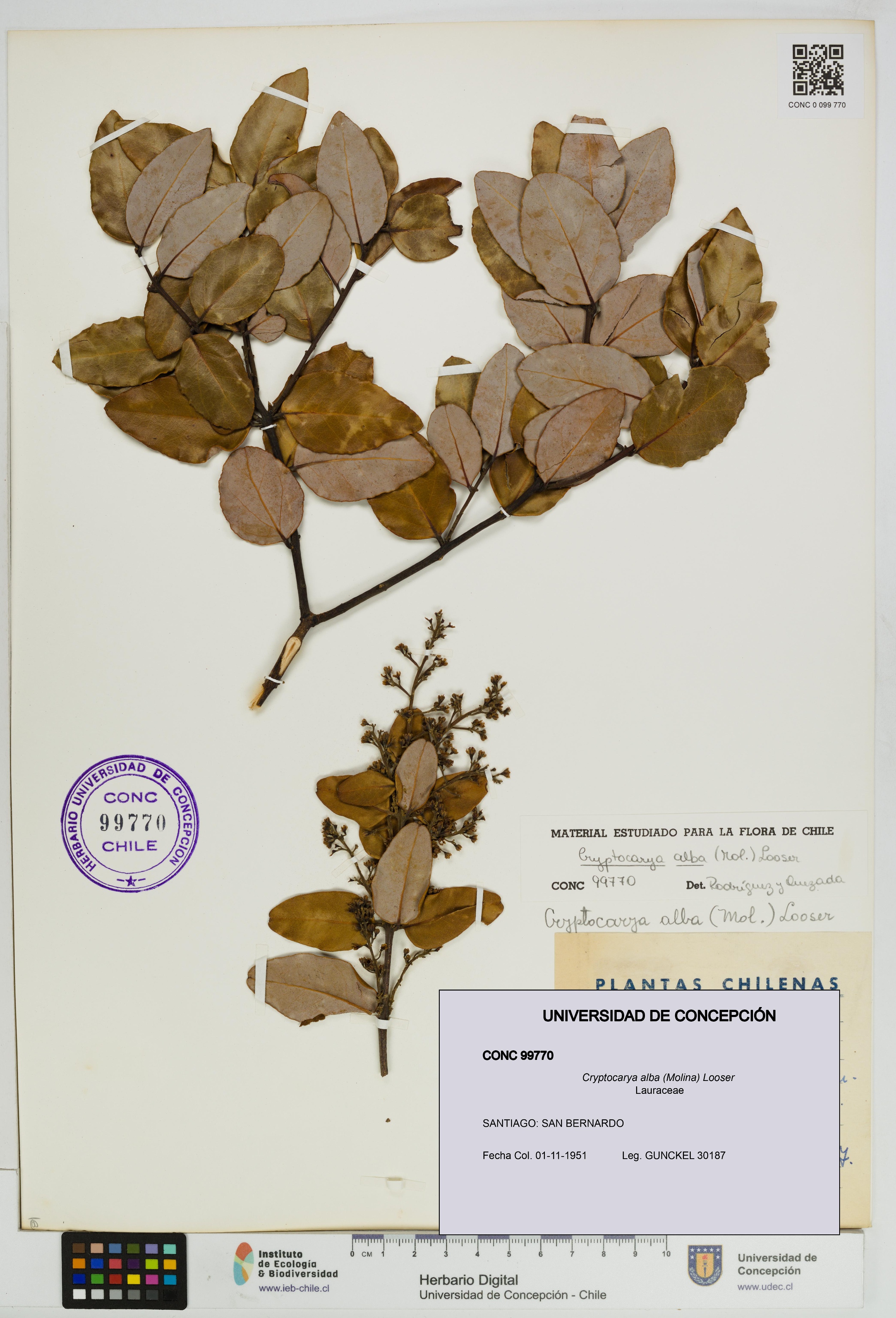 Cryptocarya alba [Espécimen: UDEC:CONC:0099770]