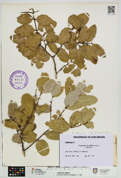 Cryptocarya alba [Espécimen: UDEC:CONC:0099771]