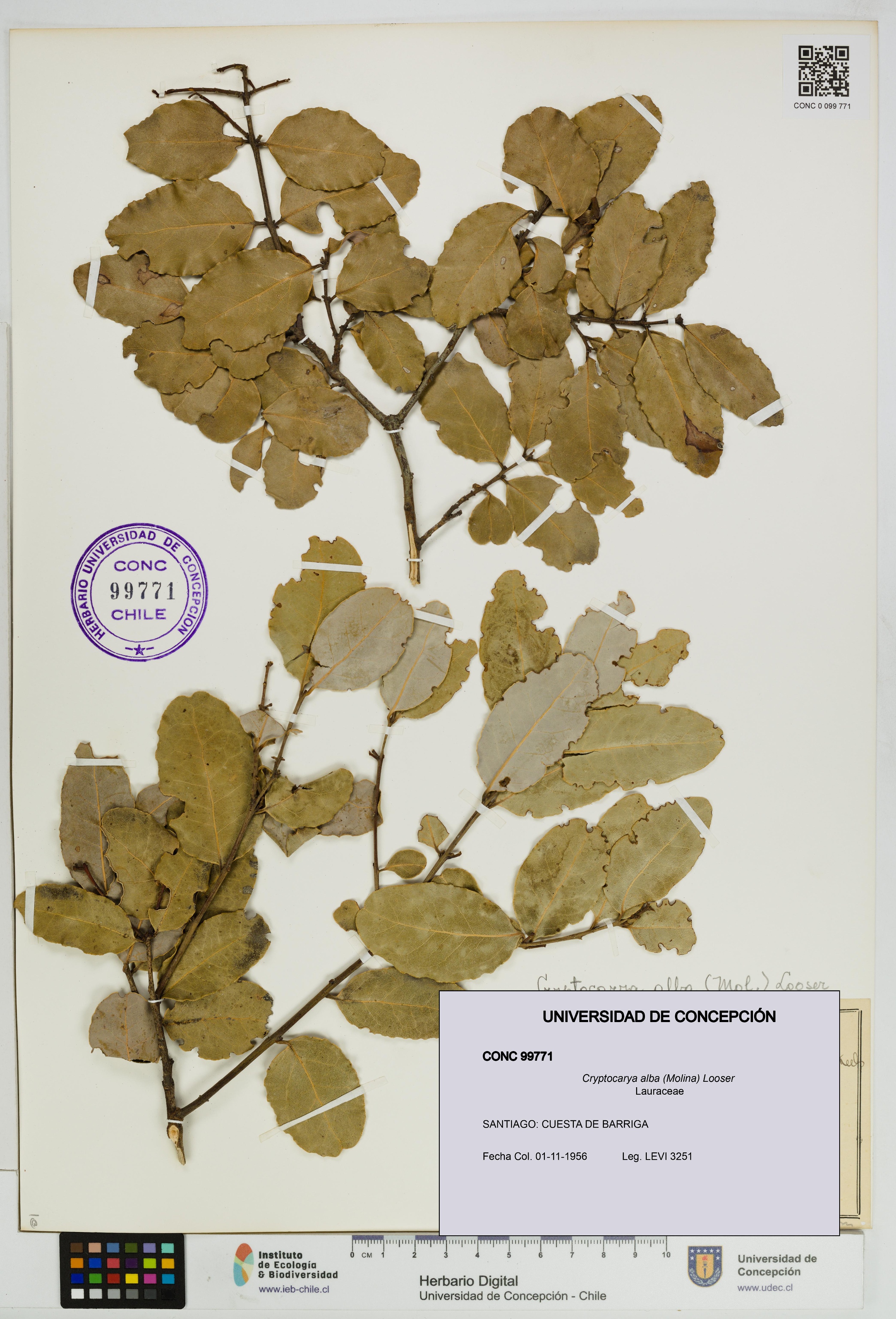 Cryptocarya alba [Espécimen: UDEC:CONC:0099771]