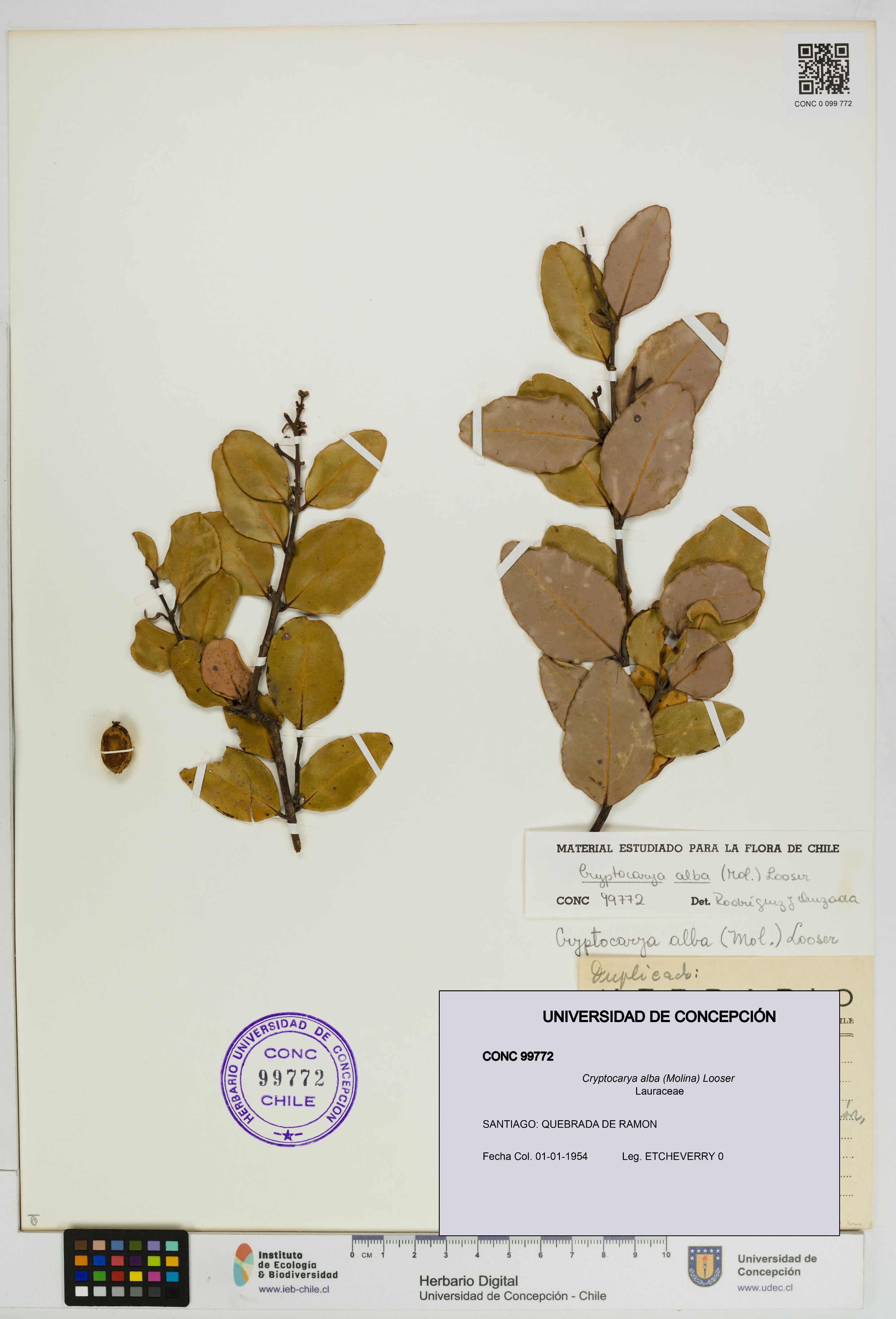 Cryptocarya alba [Espécimen: UDEC:CONC:0099772]