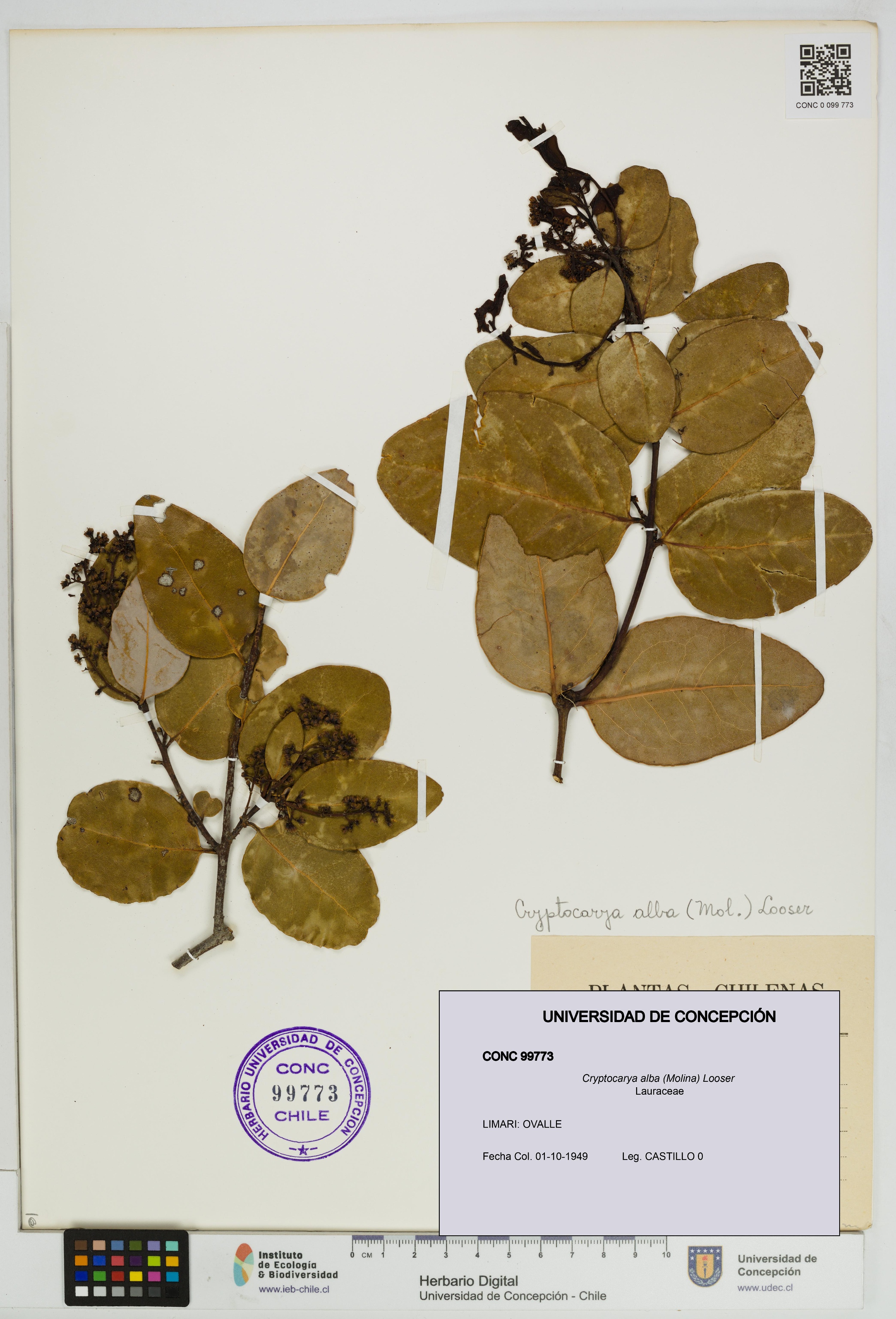 Cryptocarya alba [Espécimen: UDEC:CONC:0099773]
