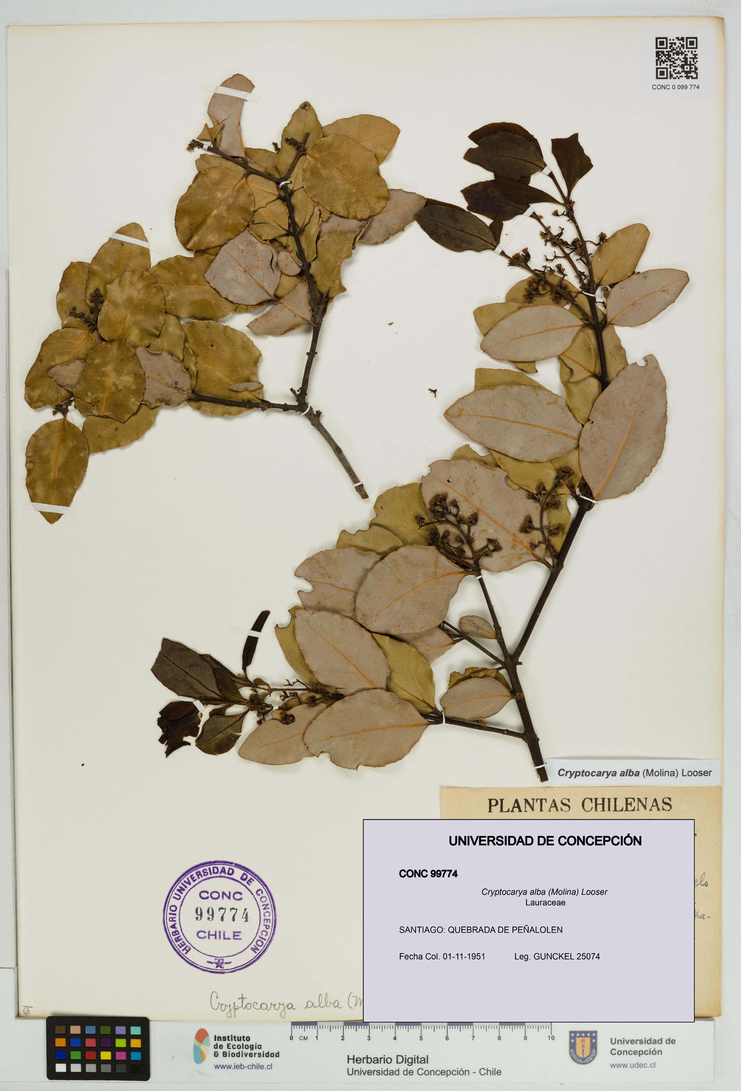 Cryptocarya alba [Espécimen: UDEC:CONC:0099774]