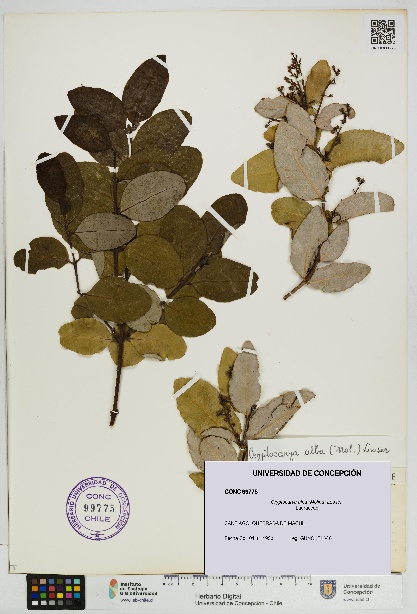 Cryptocarya alba [Espécimen: UDEC:CONC:0099775]