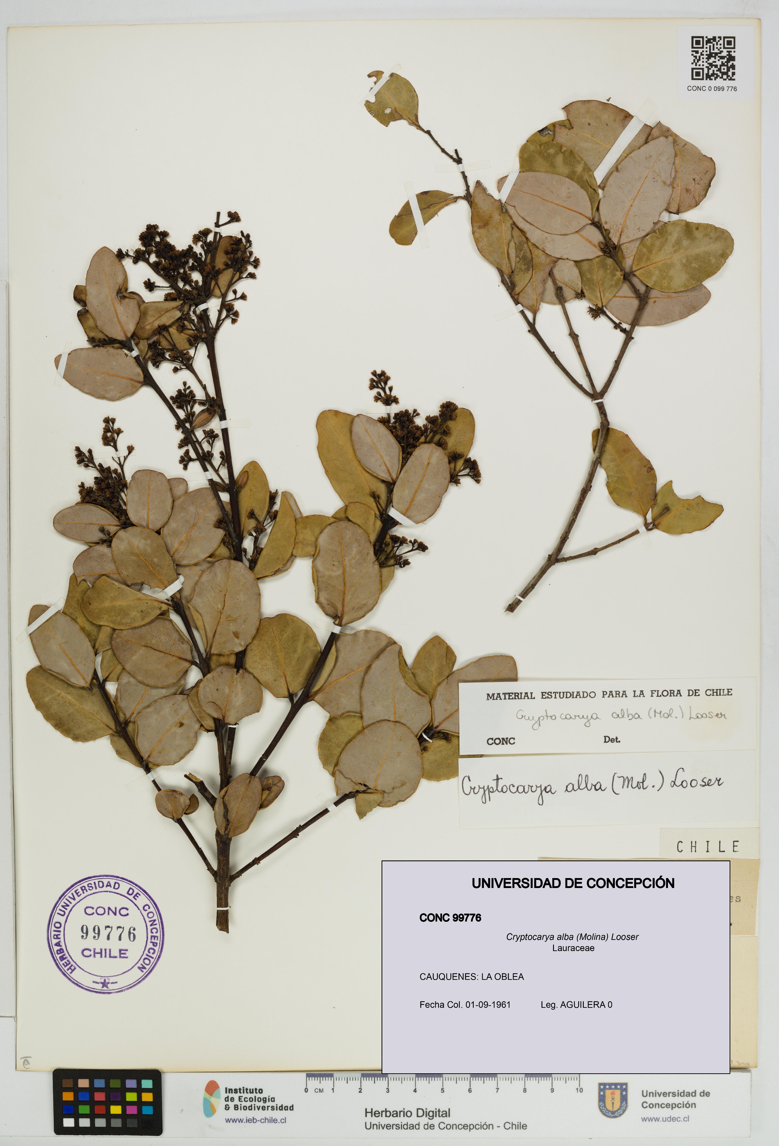 Cryptocarya alba [Espécimen: UDEC:CONC:0099776]