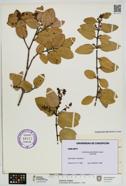 Cryptocarya alba [Espécimen: UDEC:CONC:0099777]