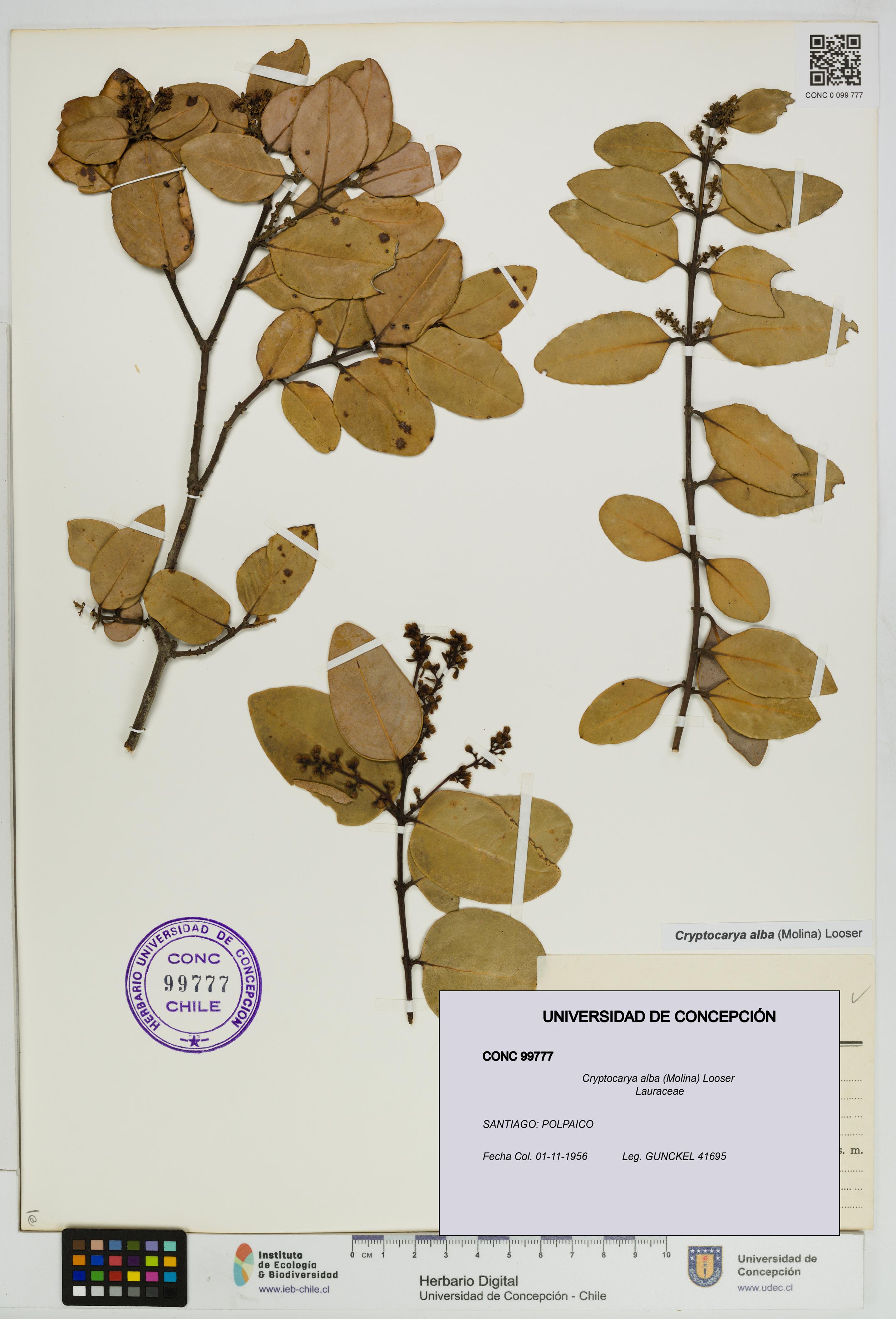 Cryptocarya alba [Espécimen: UDEC:CONC:0099777]