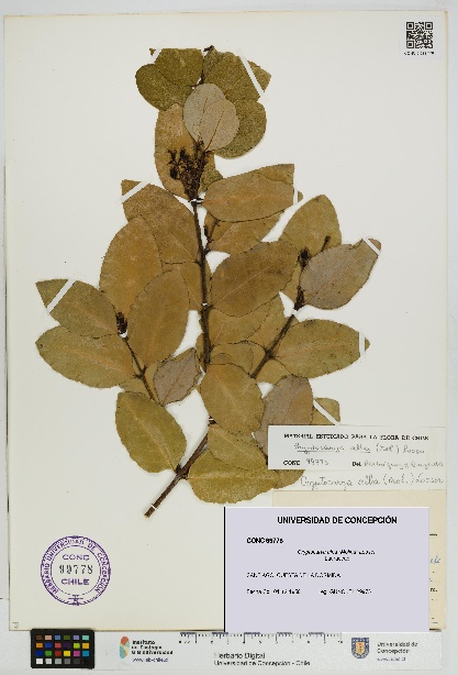 Cryptocarya alba [Espécimen: UDEC:CONC:0099778]
